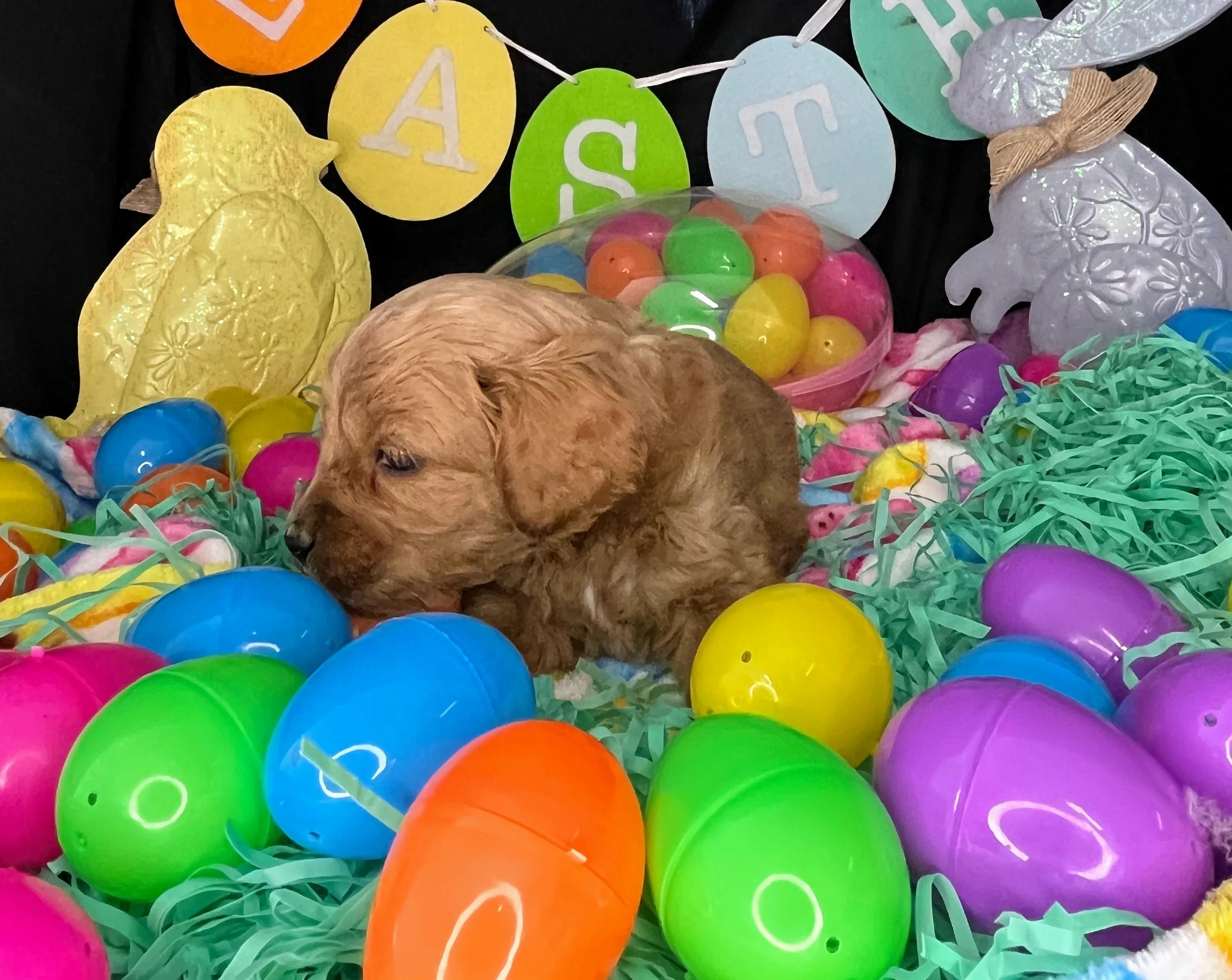 Astro 04032026 (2).jpg