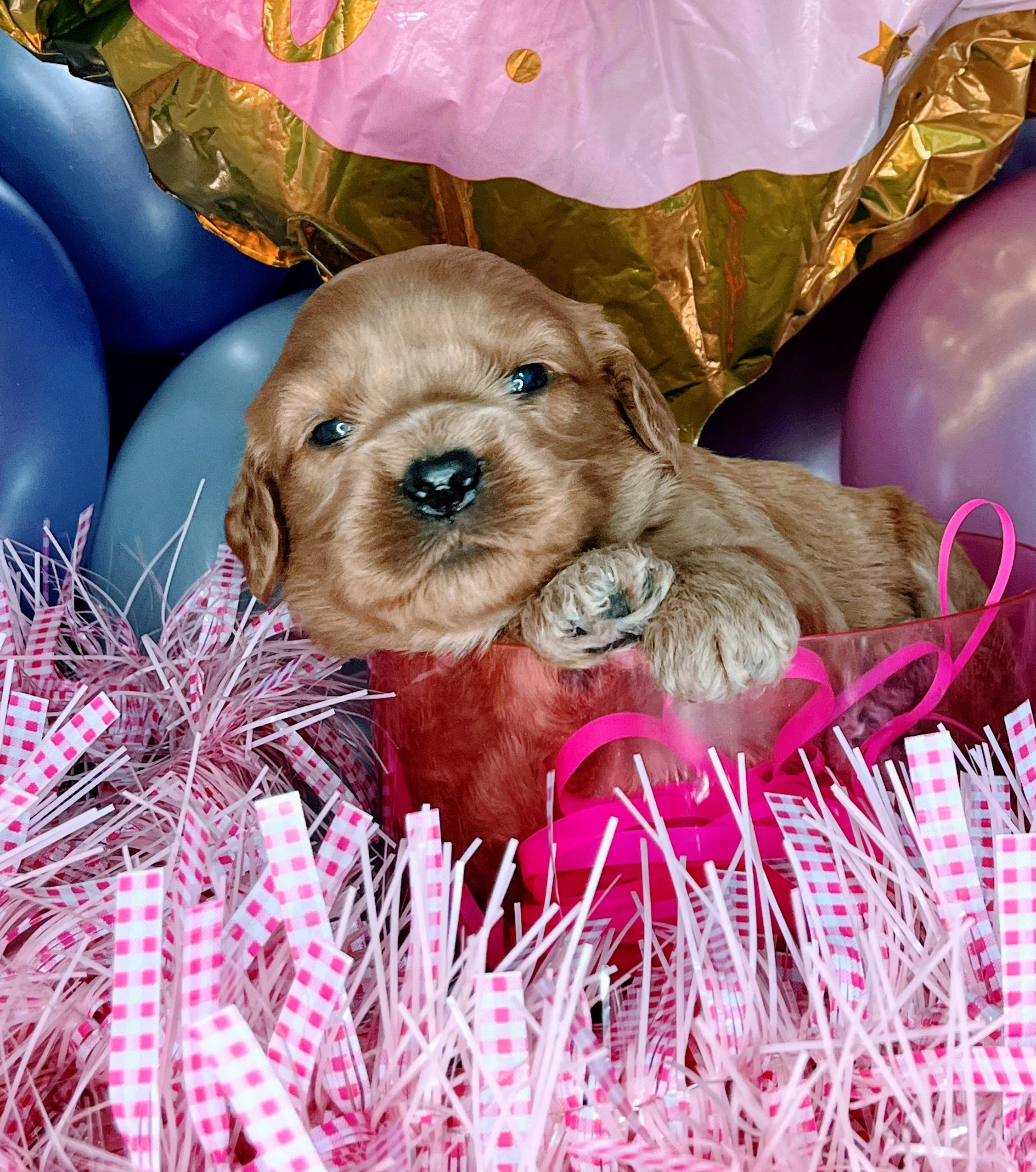 Caprice - purple (2).jpg