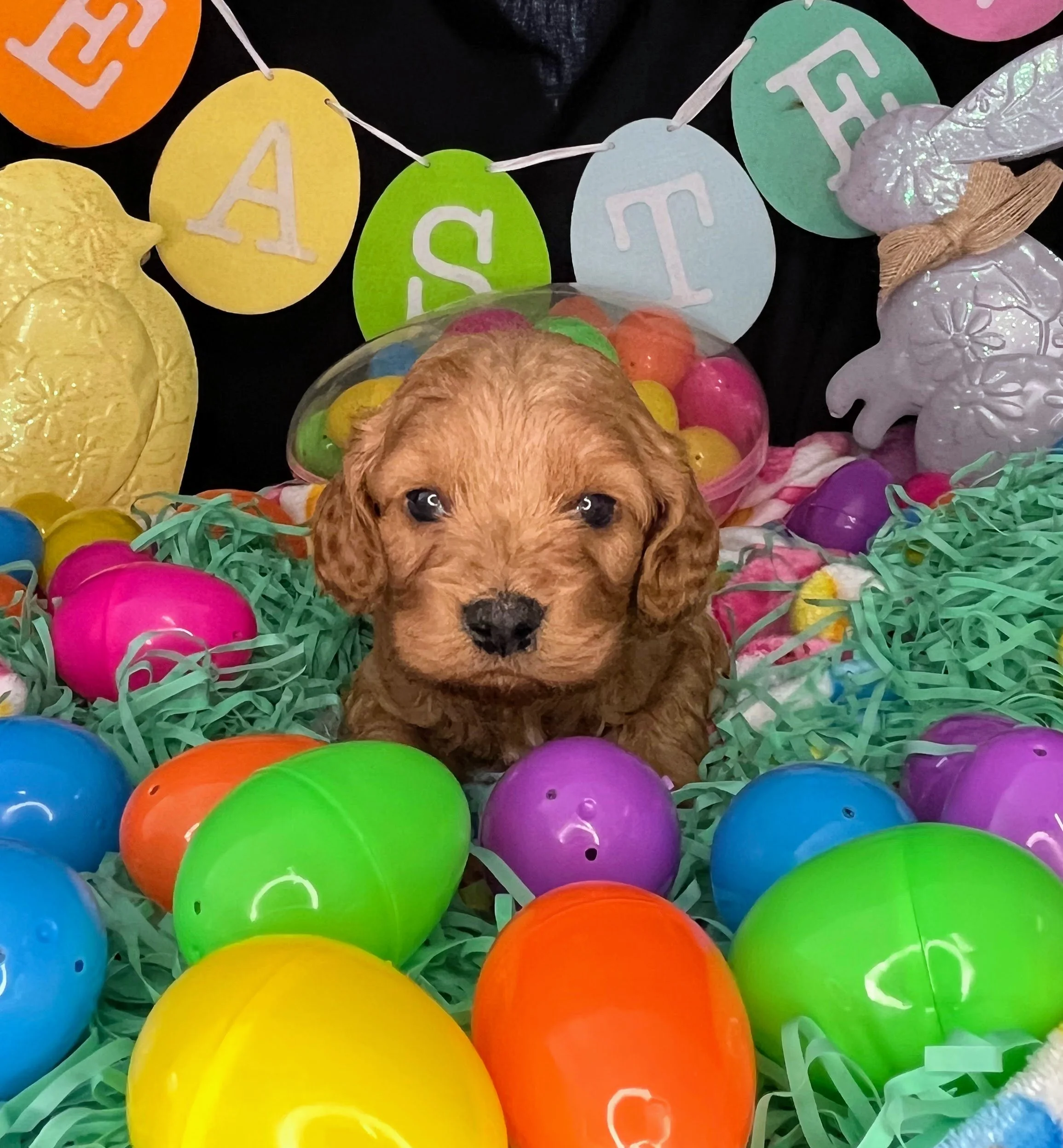 Hemi 04032026 (5).jpg