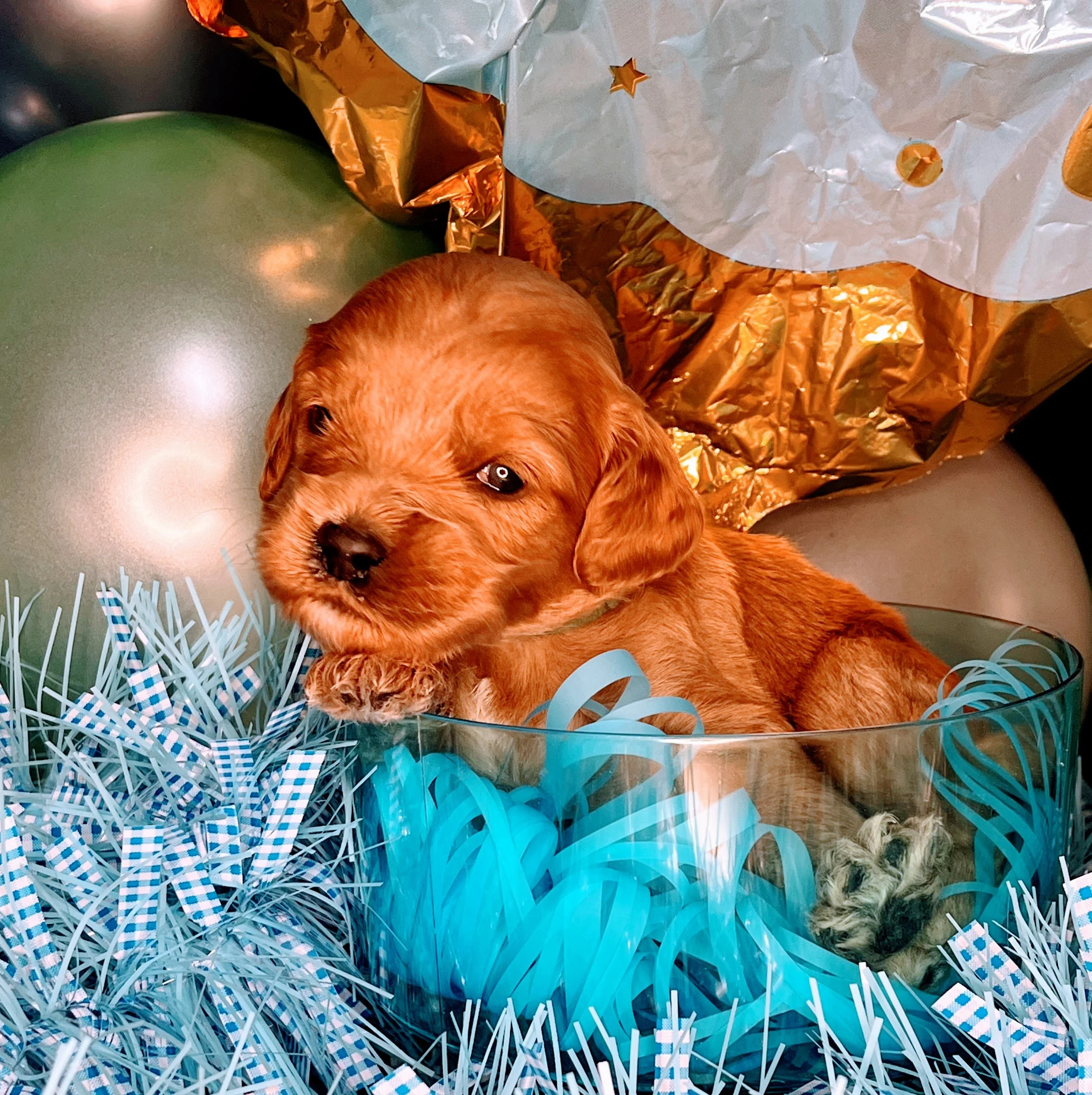 Astro - green (3).jpg