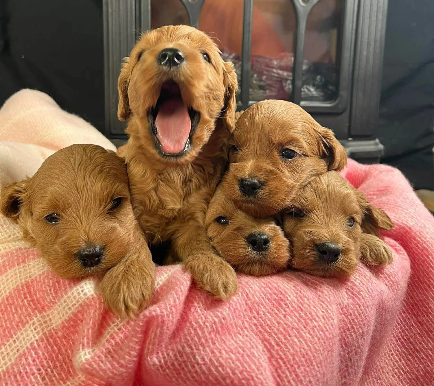 Cockapoo Girls #2.jpg