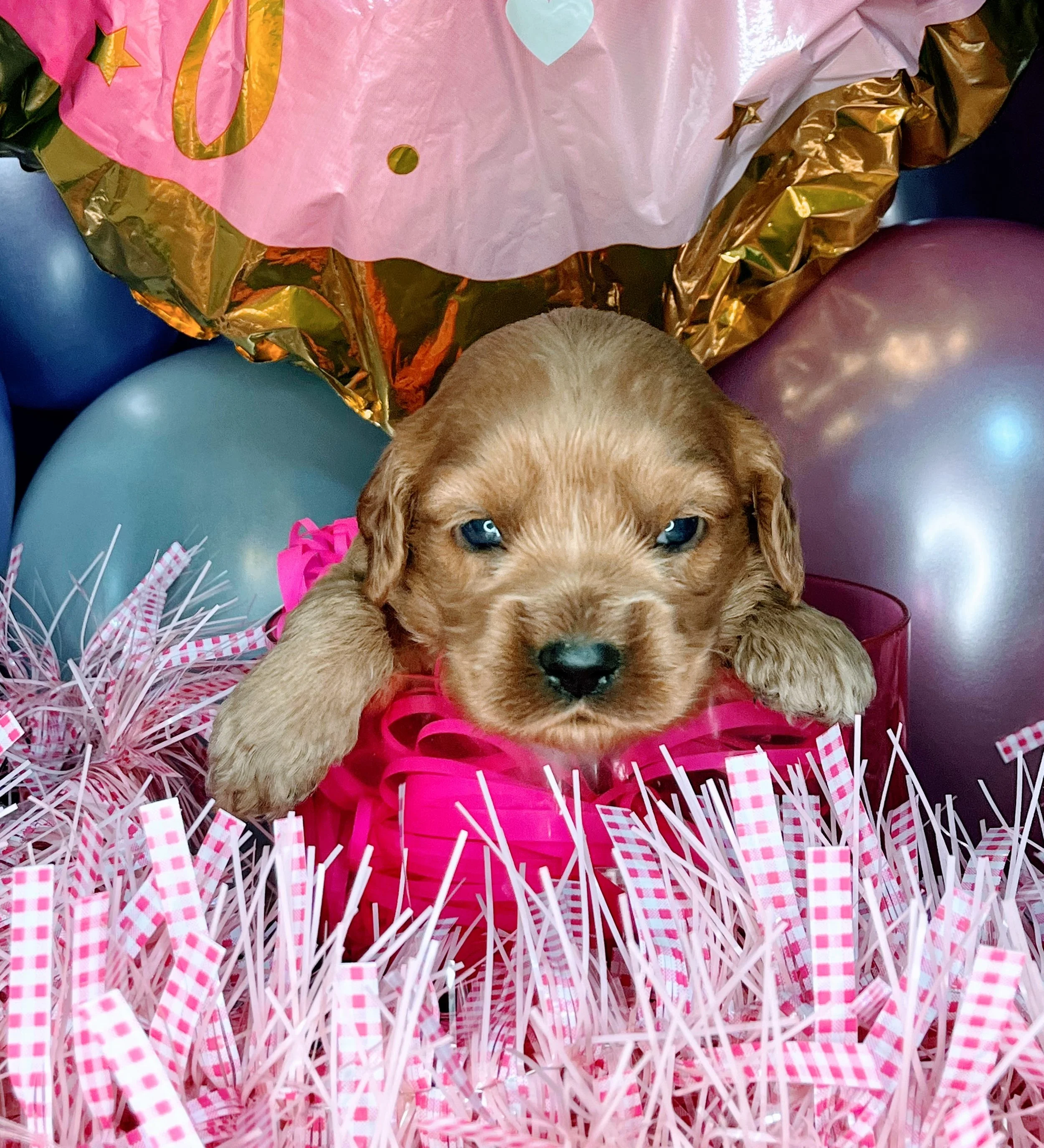 Caprice - purple (4).jpg