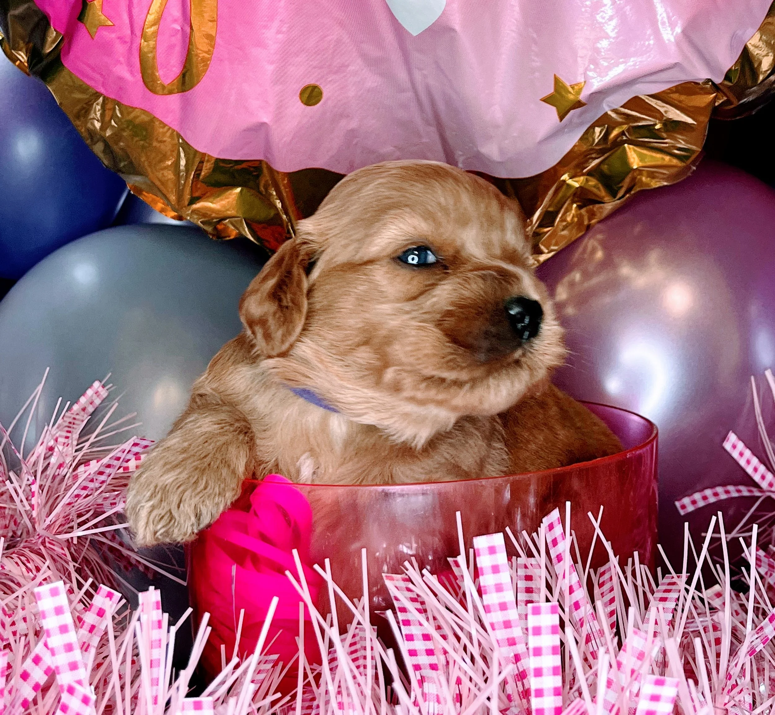 Caprice - purple (3).jpg