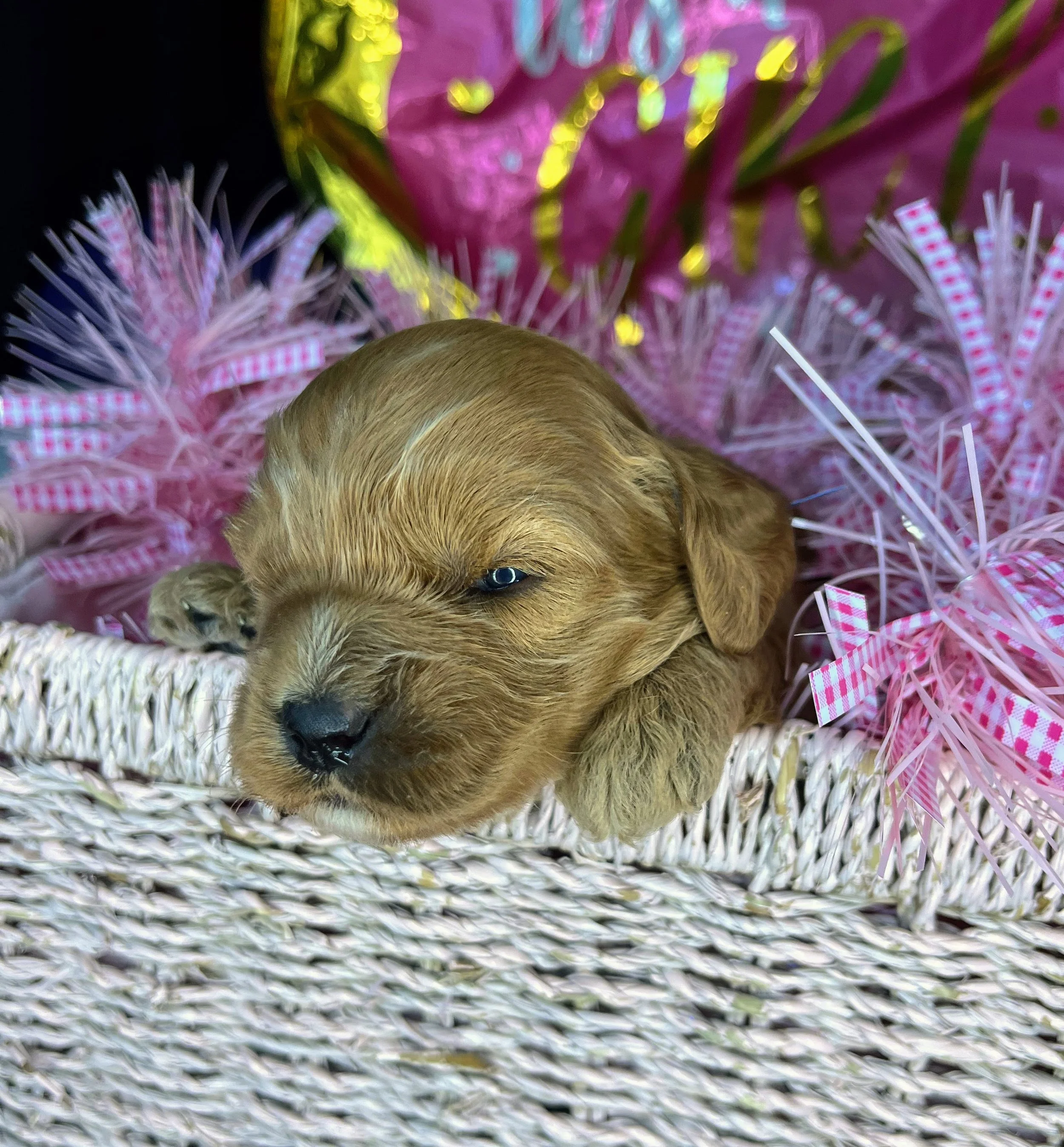 Lilac - 05242026 (1).jpg