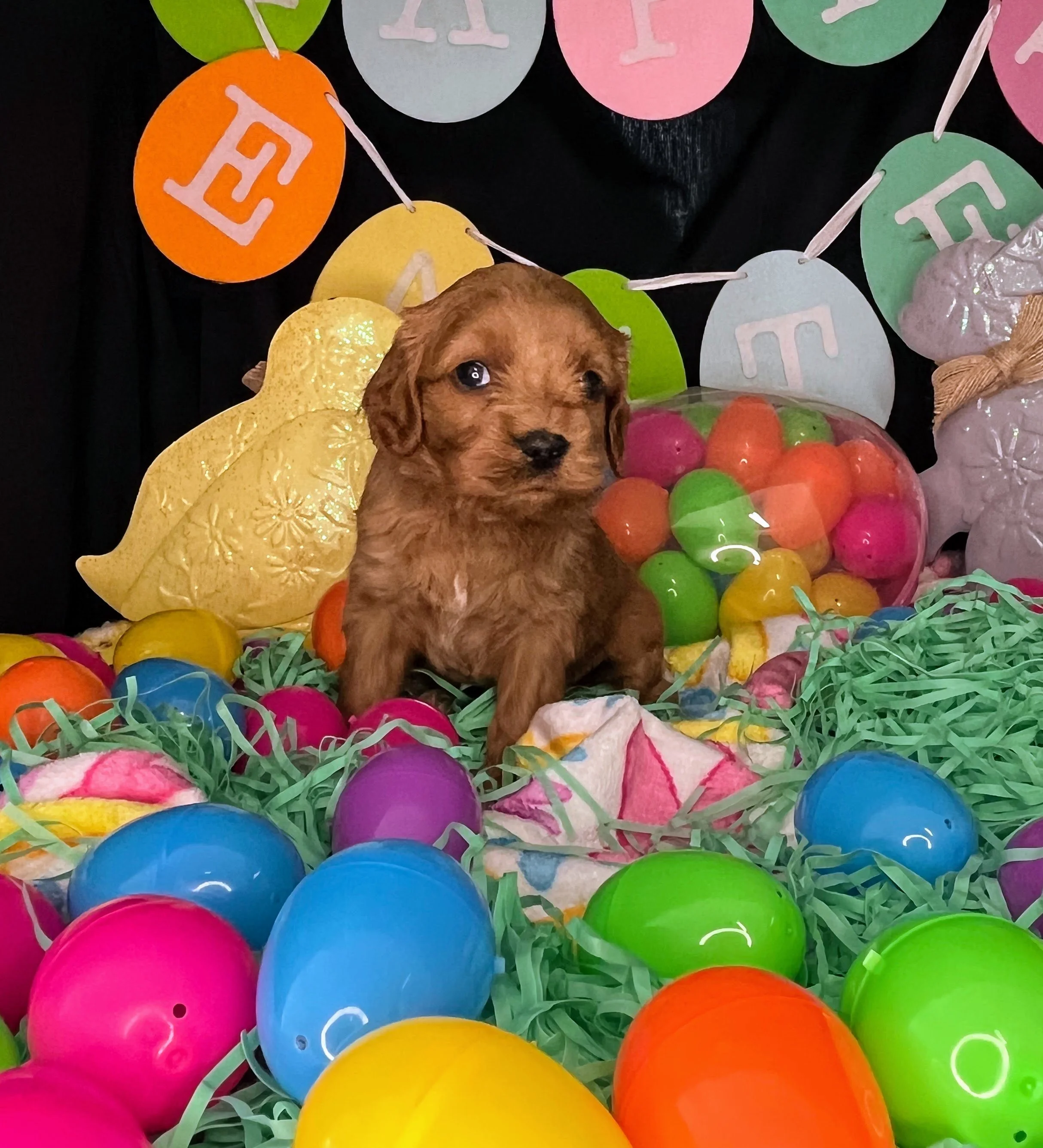 Caprice 04032026 (4).jpg