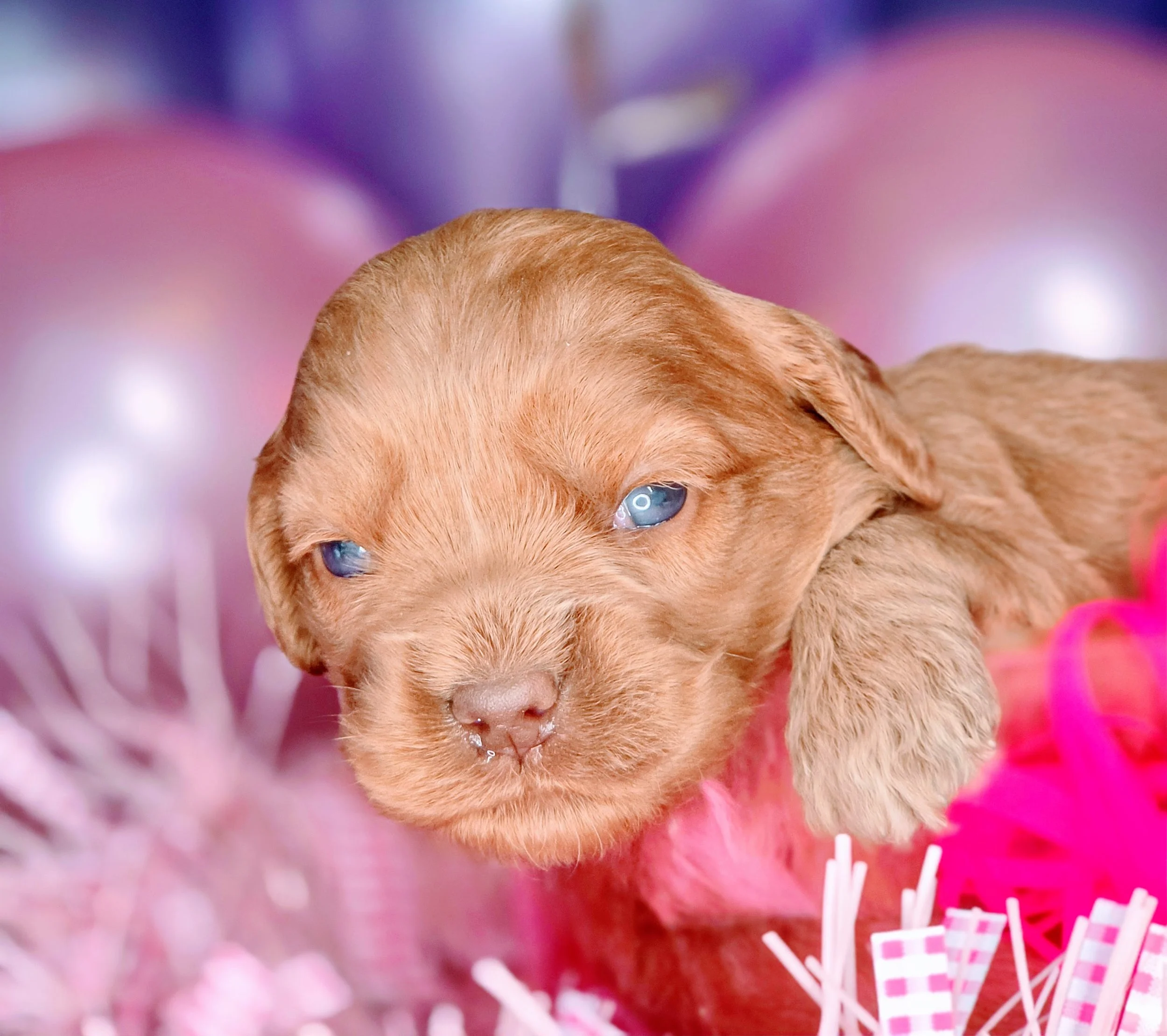 Chevelle - pink (1).jpg