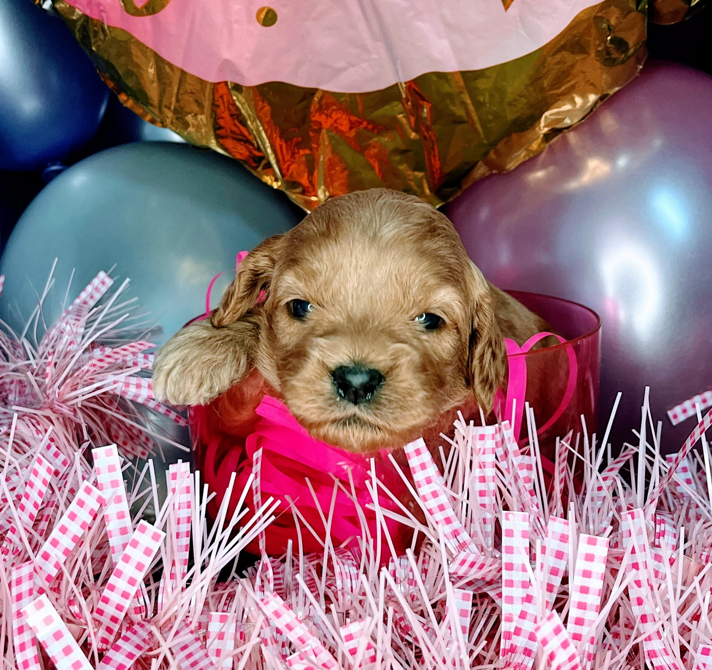 Vega - black (3).jpg