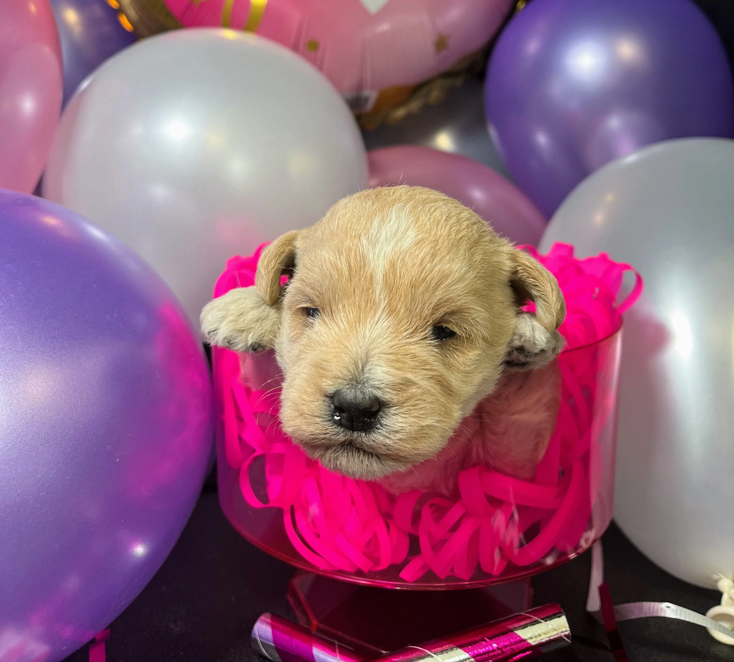 Brown girl - Snickers (3).jpg