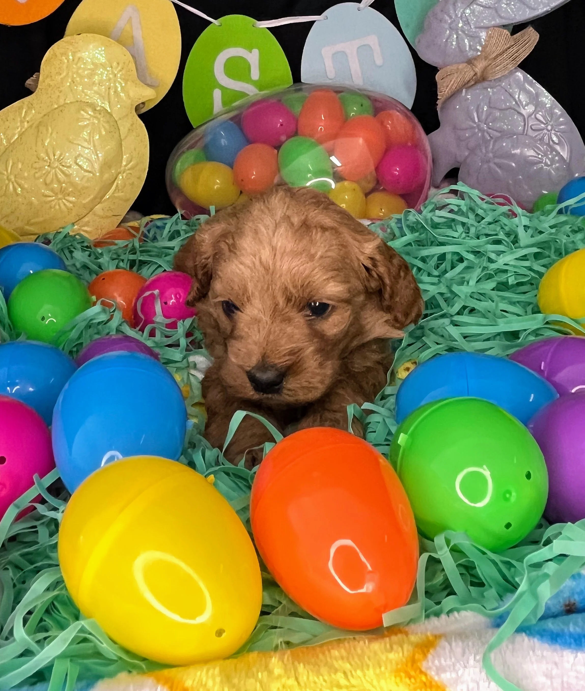 Vega 04032026 (5).jpg