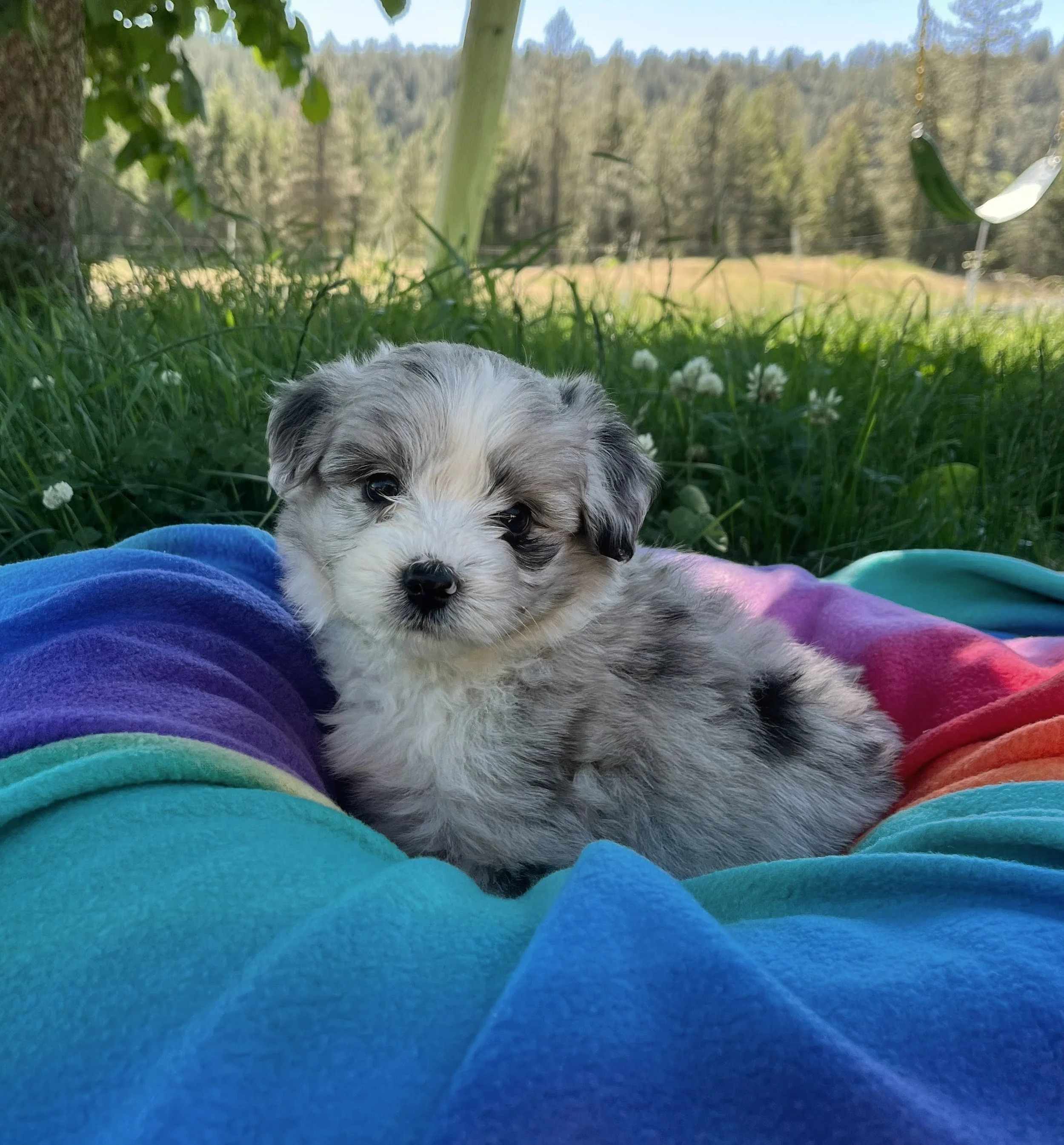 Yoda - 06142026 (1).jpg