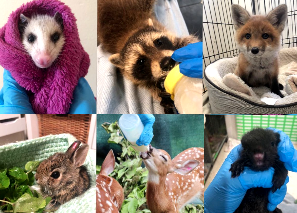 Collage of six animals: a ferret wrapped in a pink towel, a raccoon drinking from a bottle, a fox pup in a cage, a rabbit in a green blanket, a young deer drinking from a bottle, and a black puppy being held by a gloved hand.