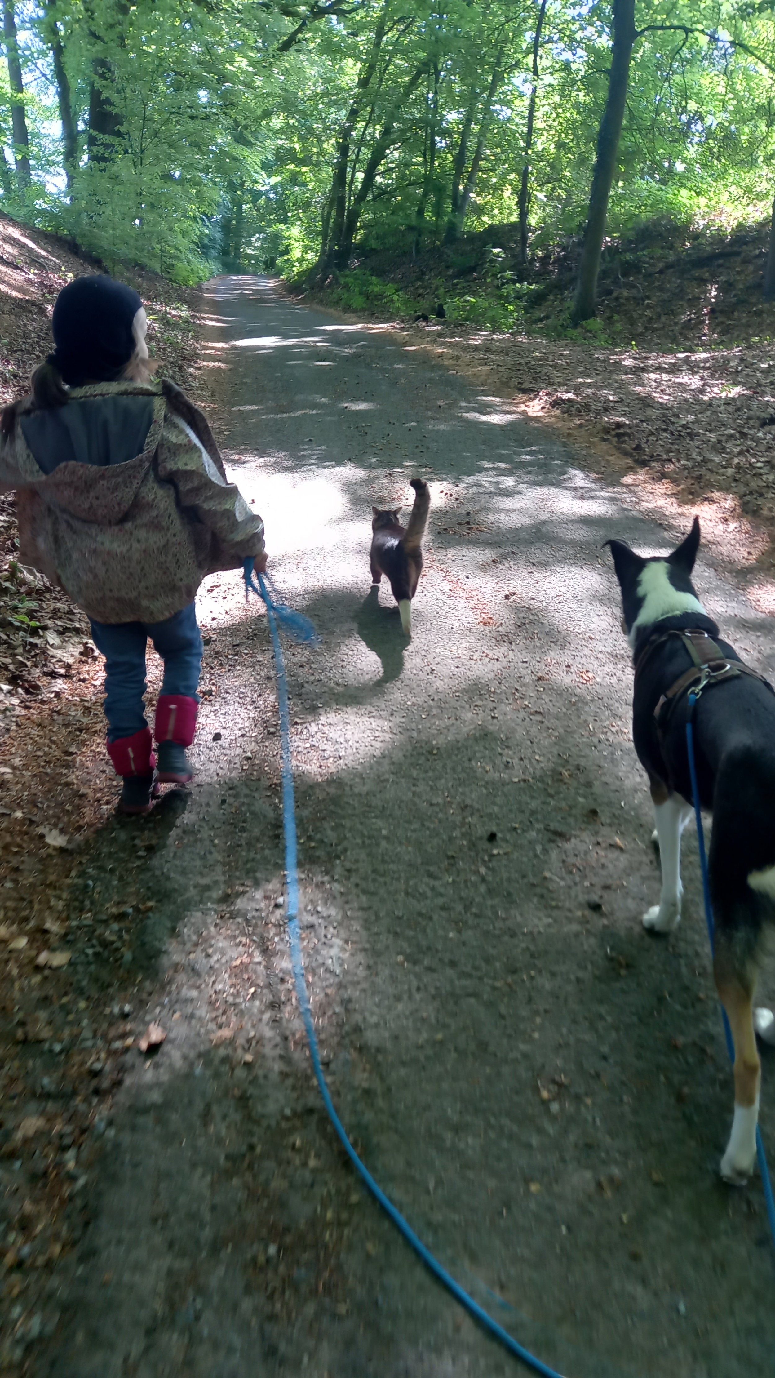 Im Wald mit Kind, Katze und Hund