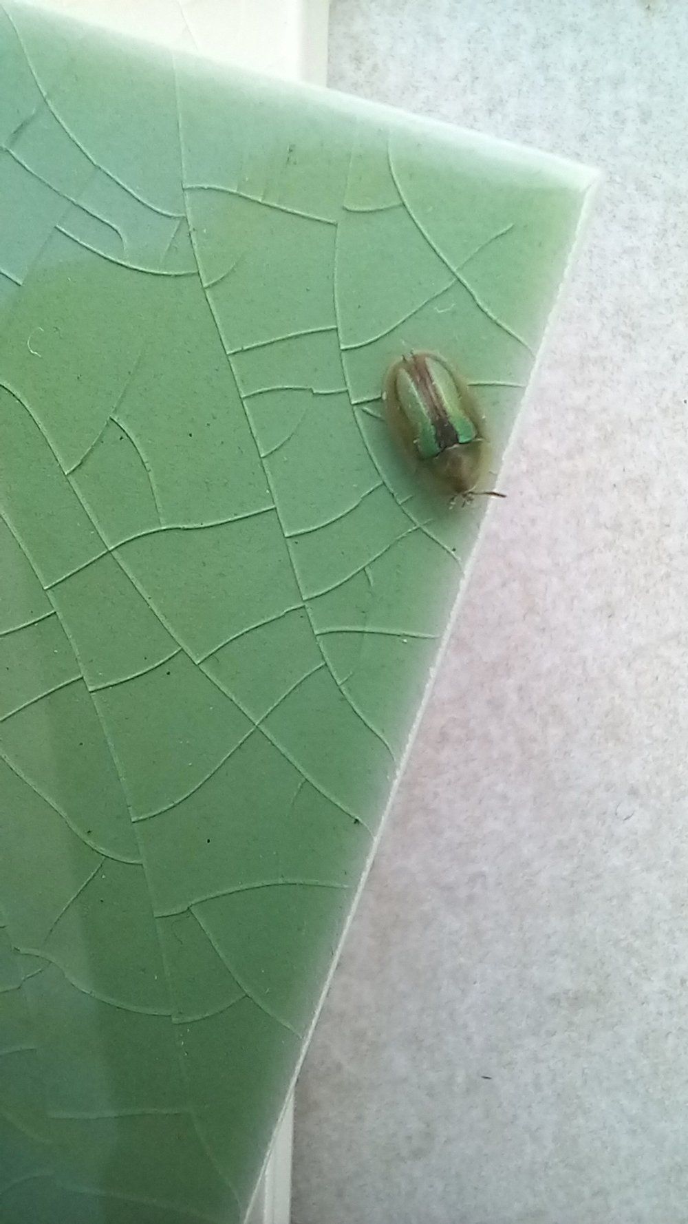  Grüner Käfer auf grüner Fliese :) 