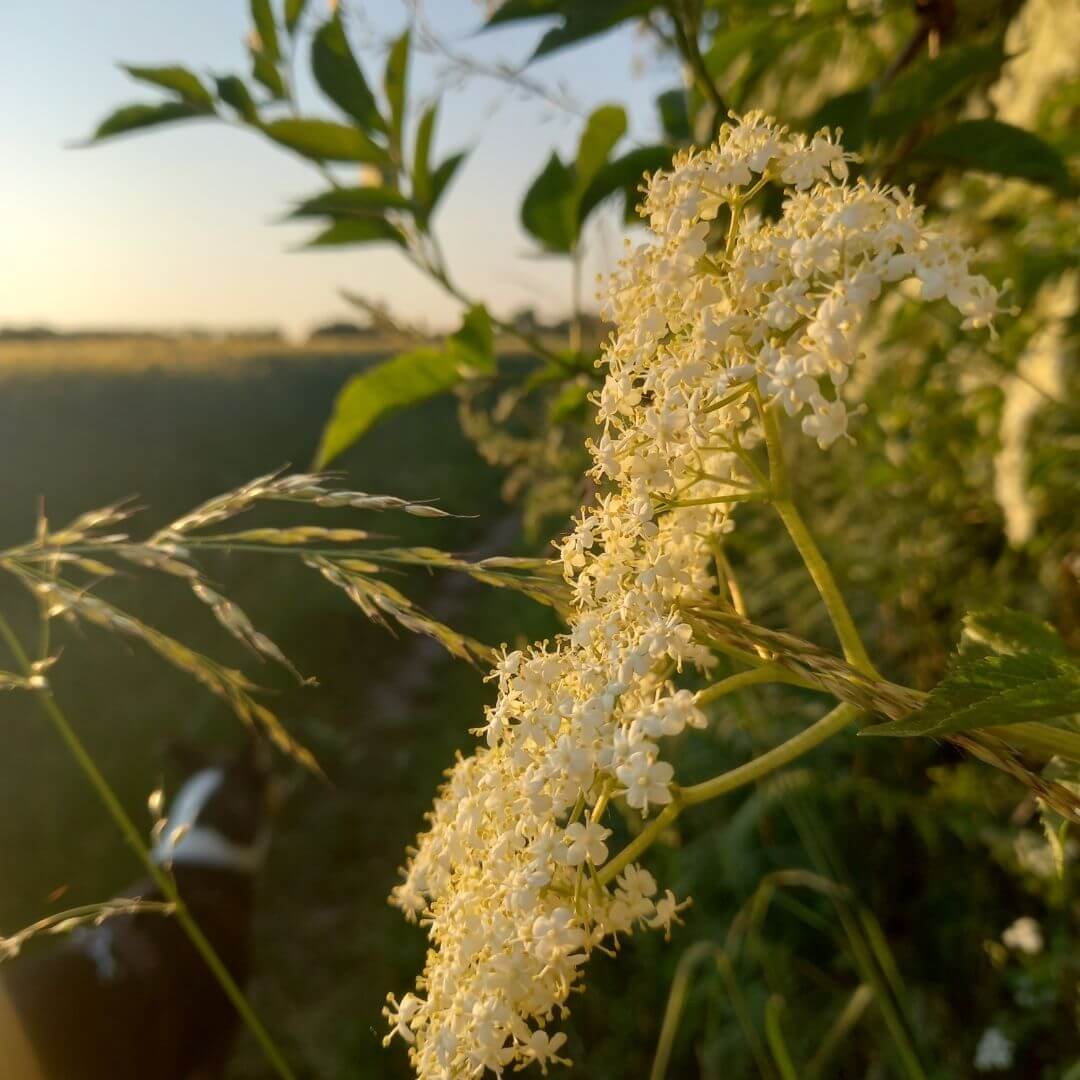 Die Natur mit allen Sinnen genießen