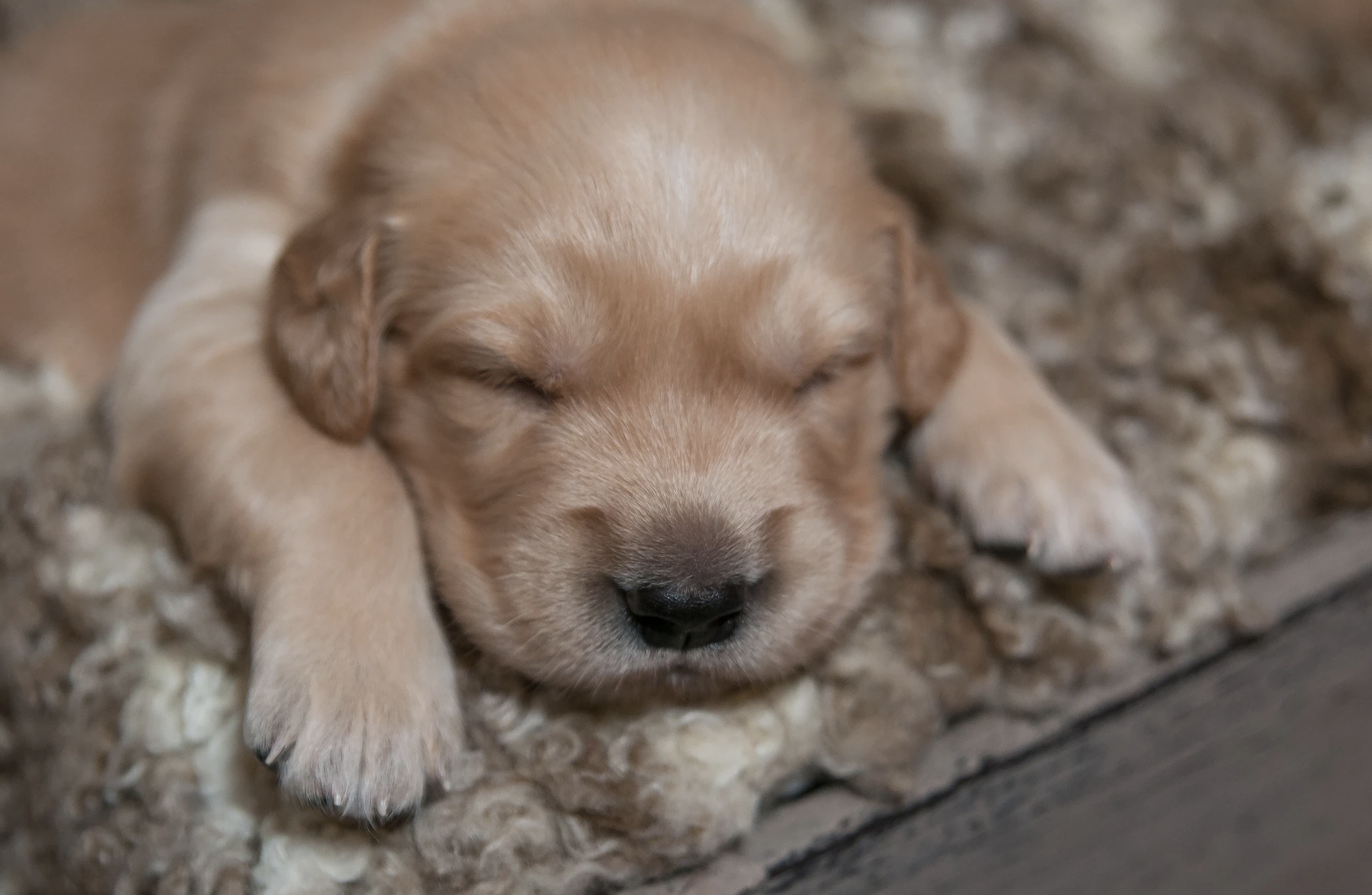 Carolina Gilded Retriever Puppy