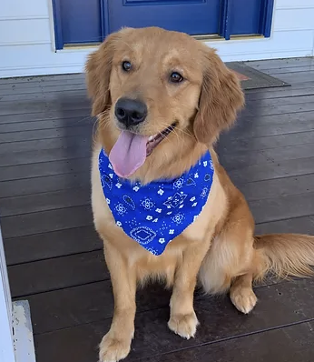 Carolina Gilded Retrievers - South Carolina Golden Retriever Breeder