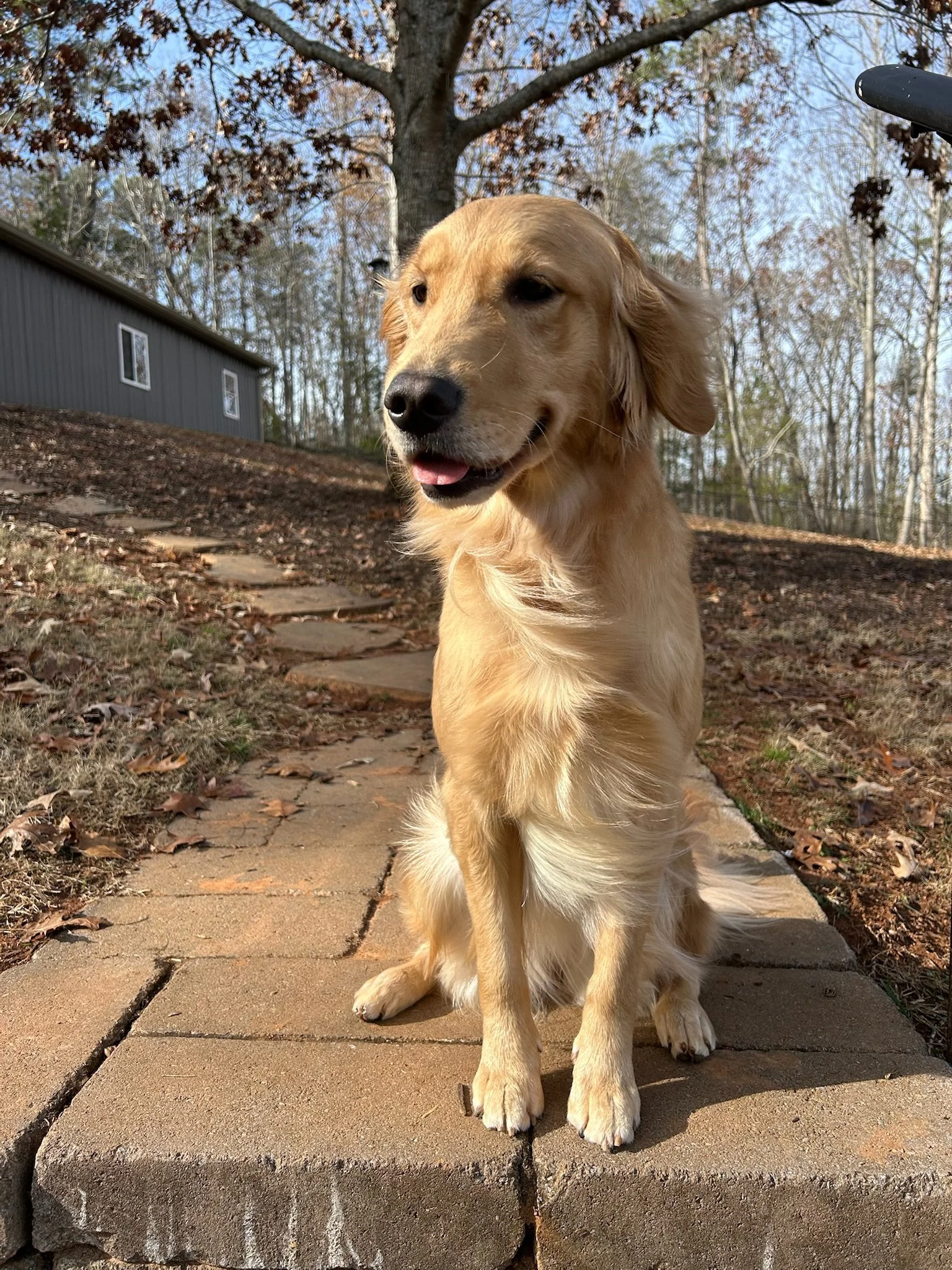 Carolina Gilded Retrievers - South Carolina Golden Retriever Breeder