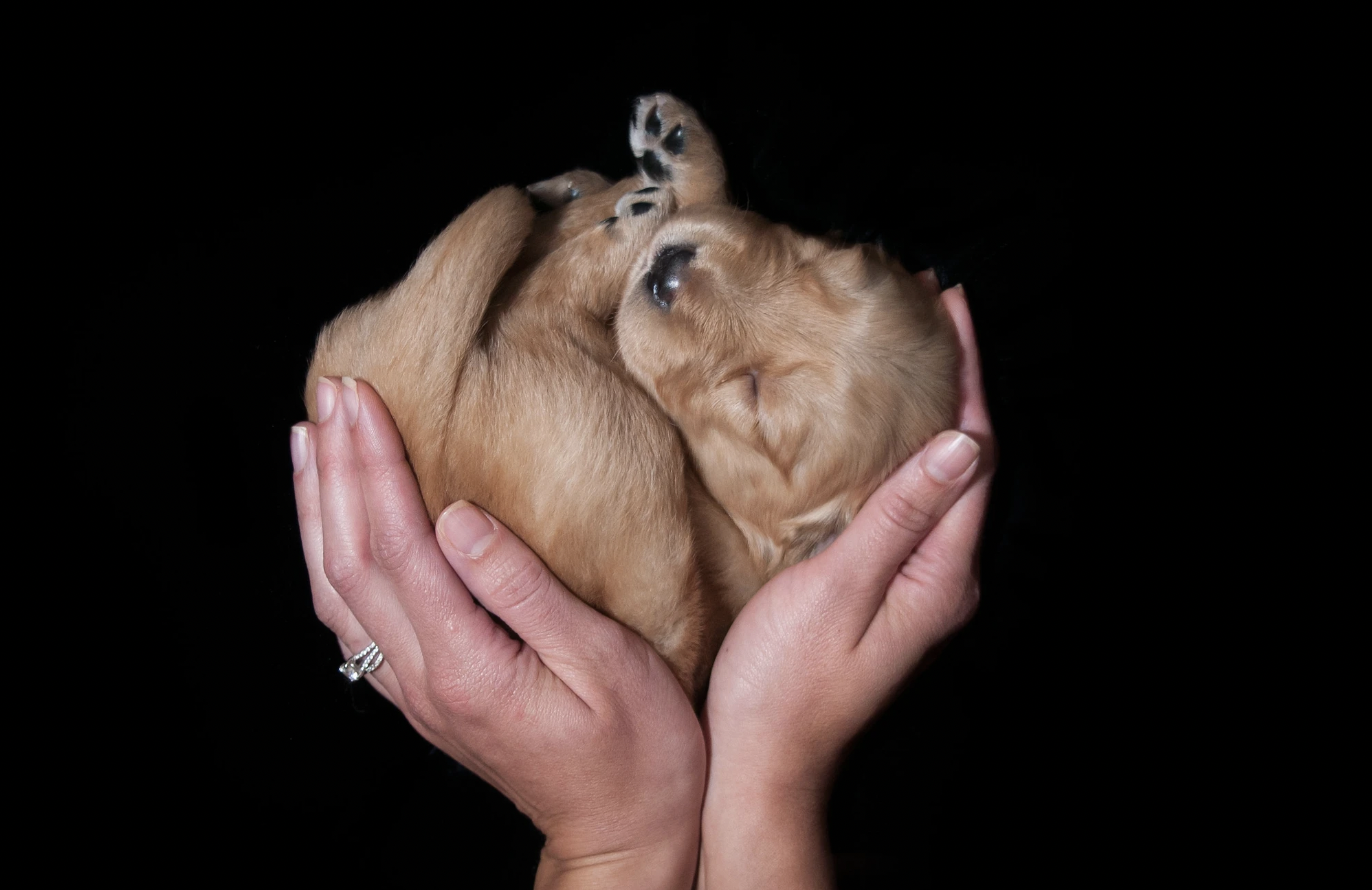Carolina Gilded Retriever Puppy