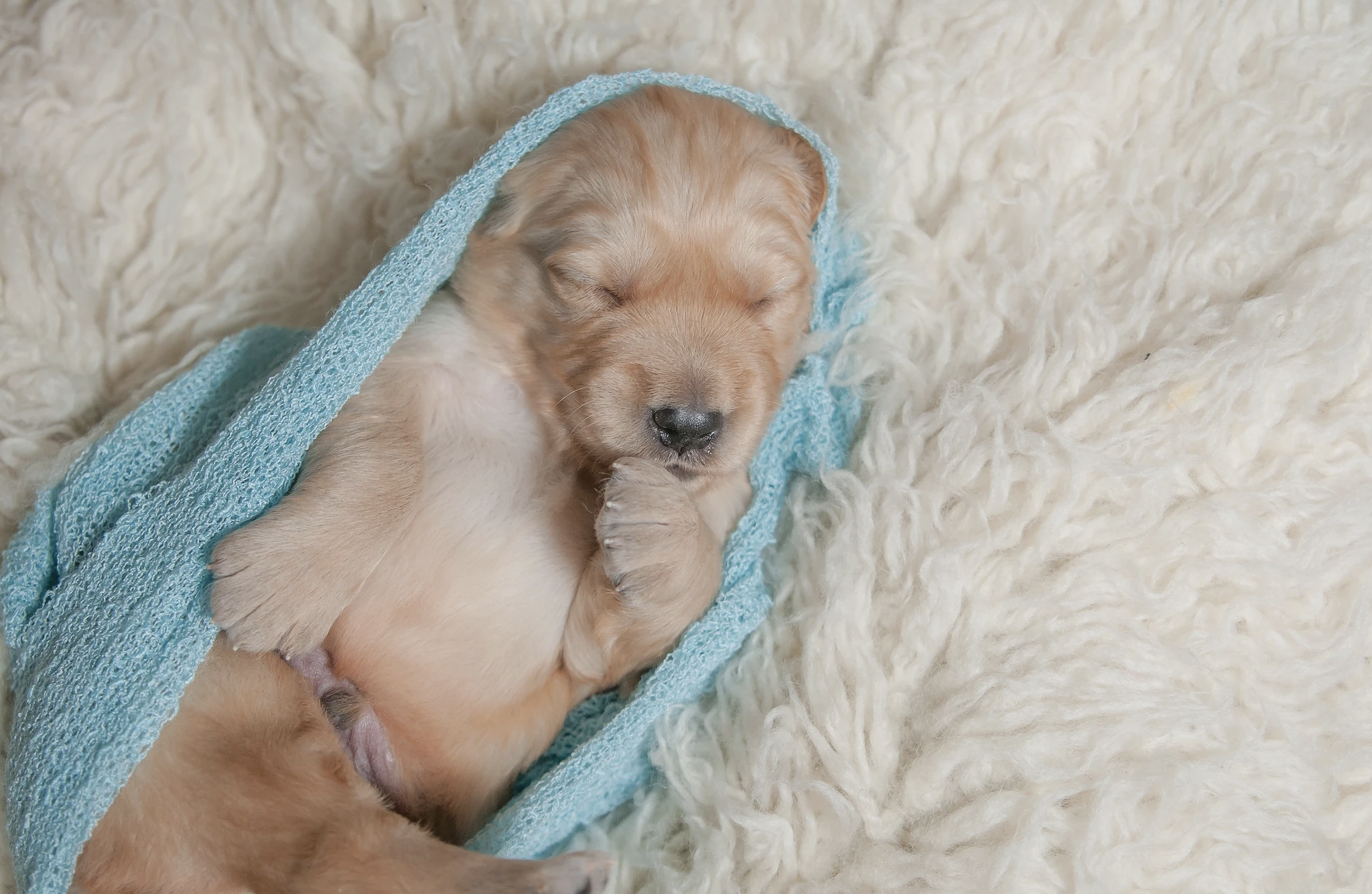 Carolina Gilded Retriever Puppy