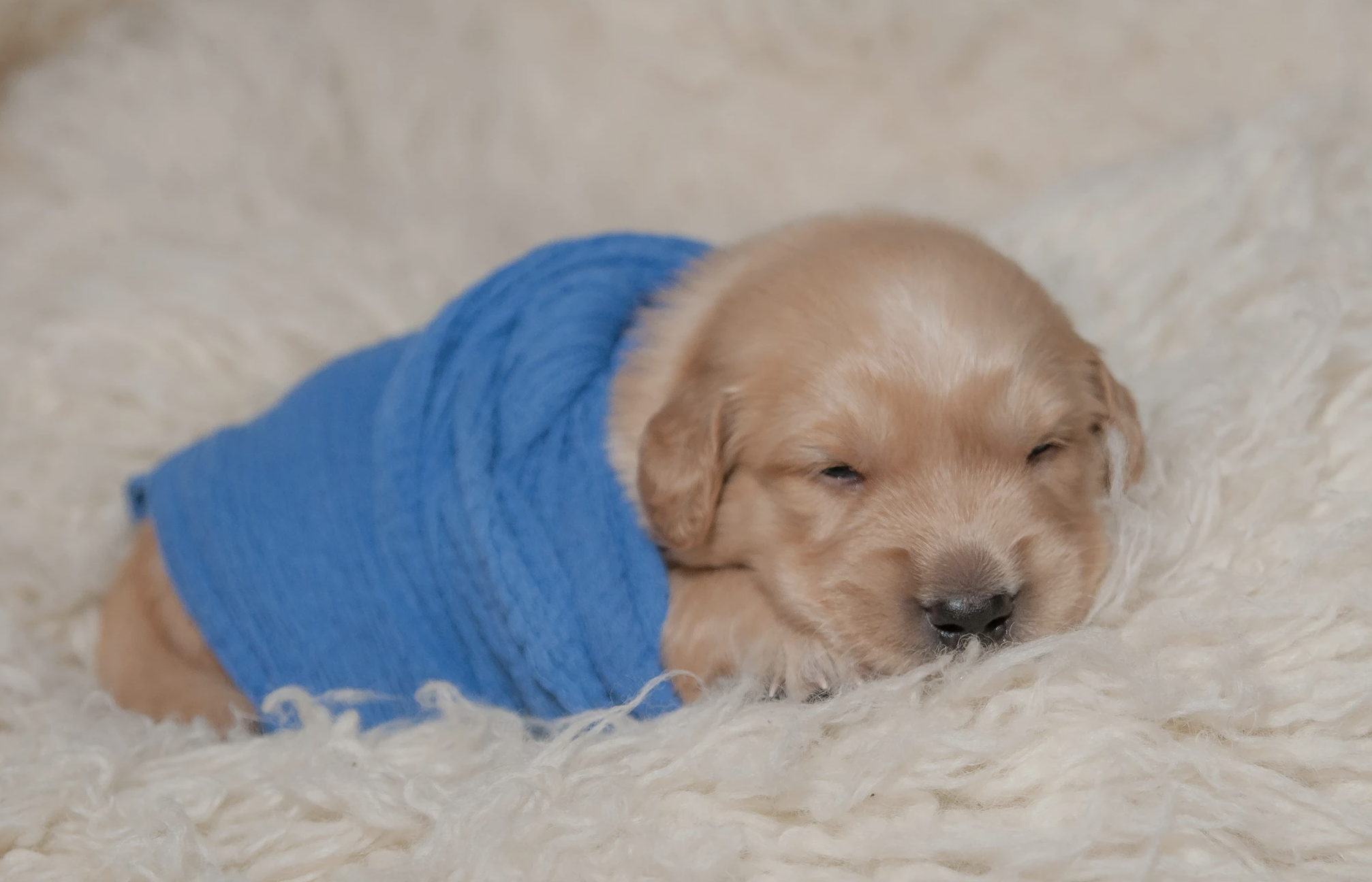 Carolina Gilded Retriever Puppy