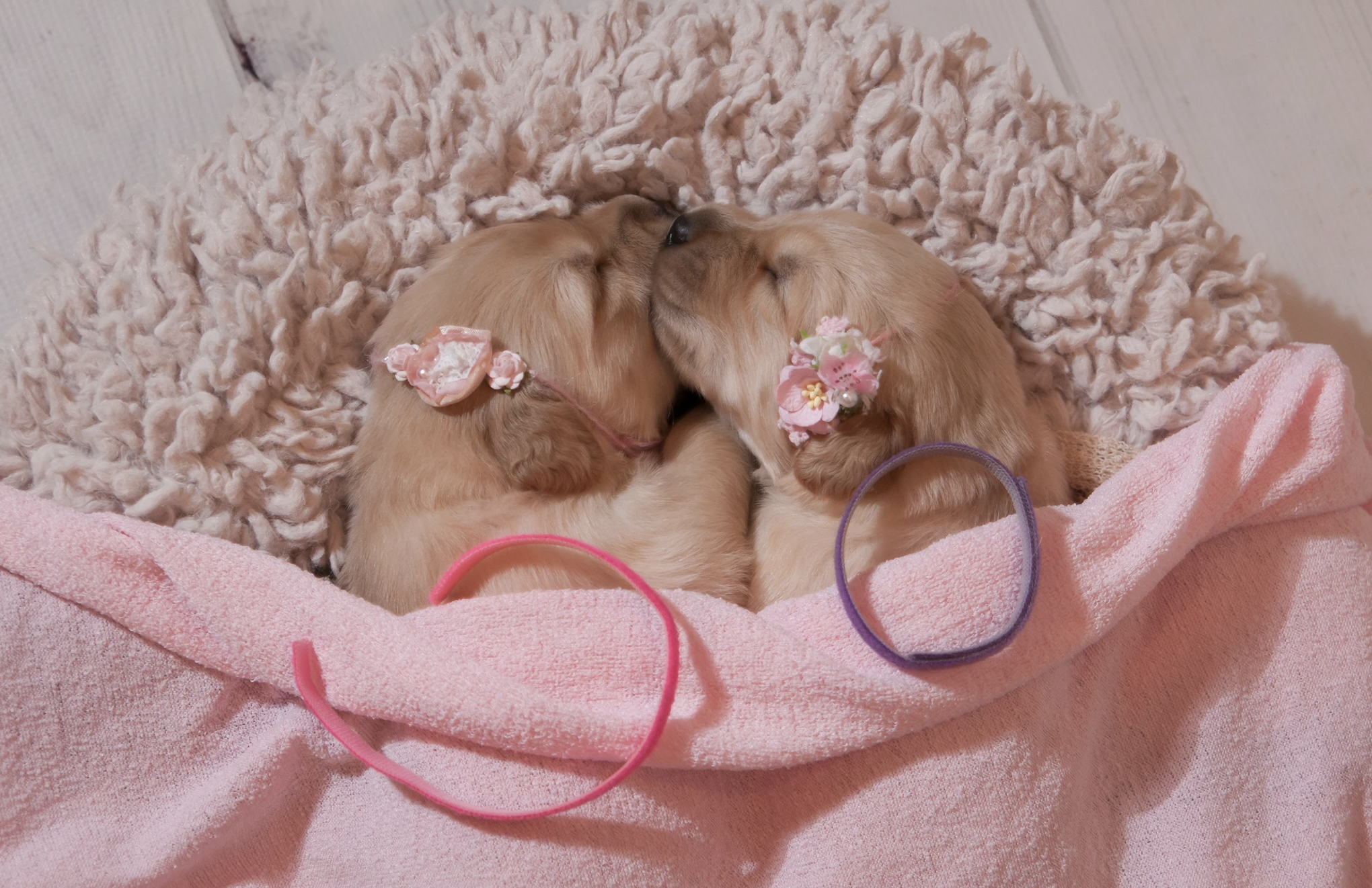 Carolina Gilded Retriever Puppy
