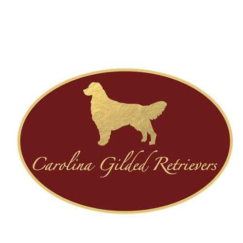 Carolina Gilded Retrievers