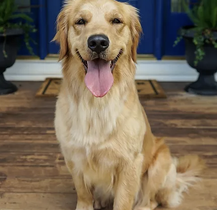 Carolina Gilded Retrievers - South Carolina Golden Retriever Breeder