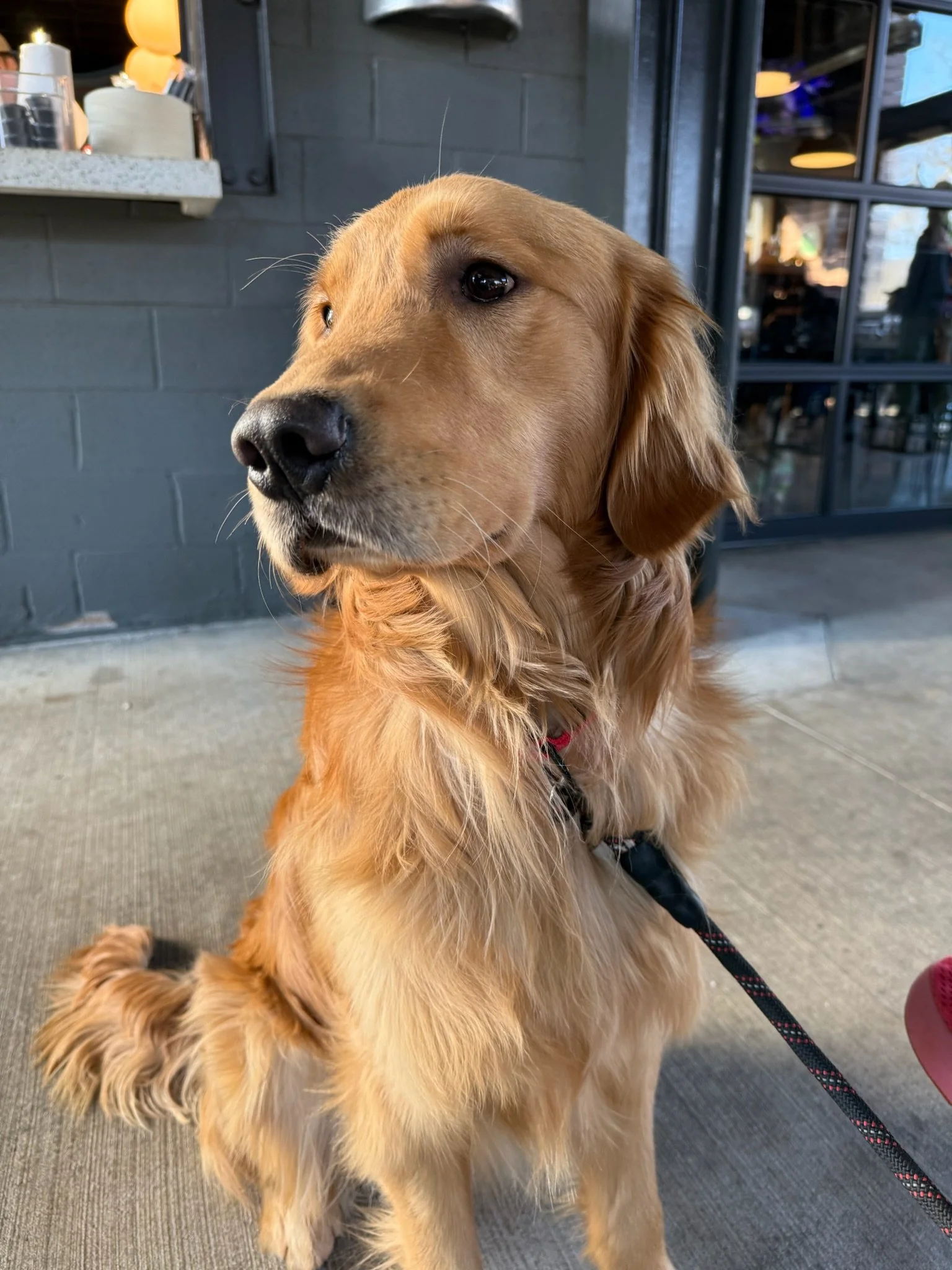 Carolina Gilded Retrievers - South Carolina Golden Retriever Breeder