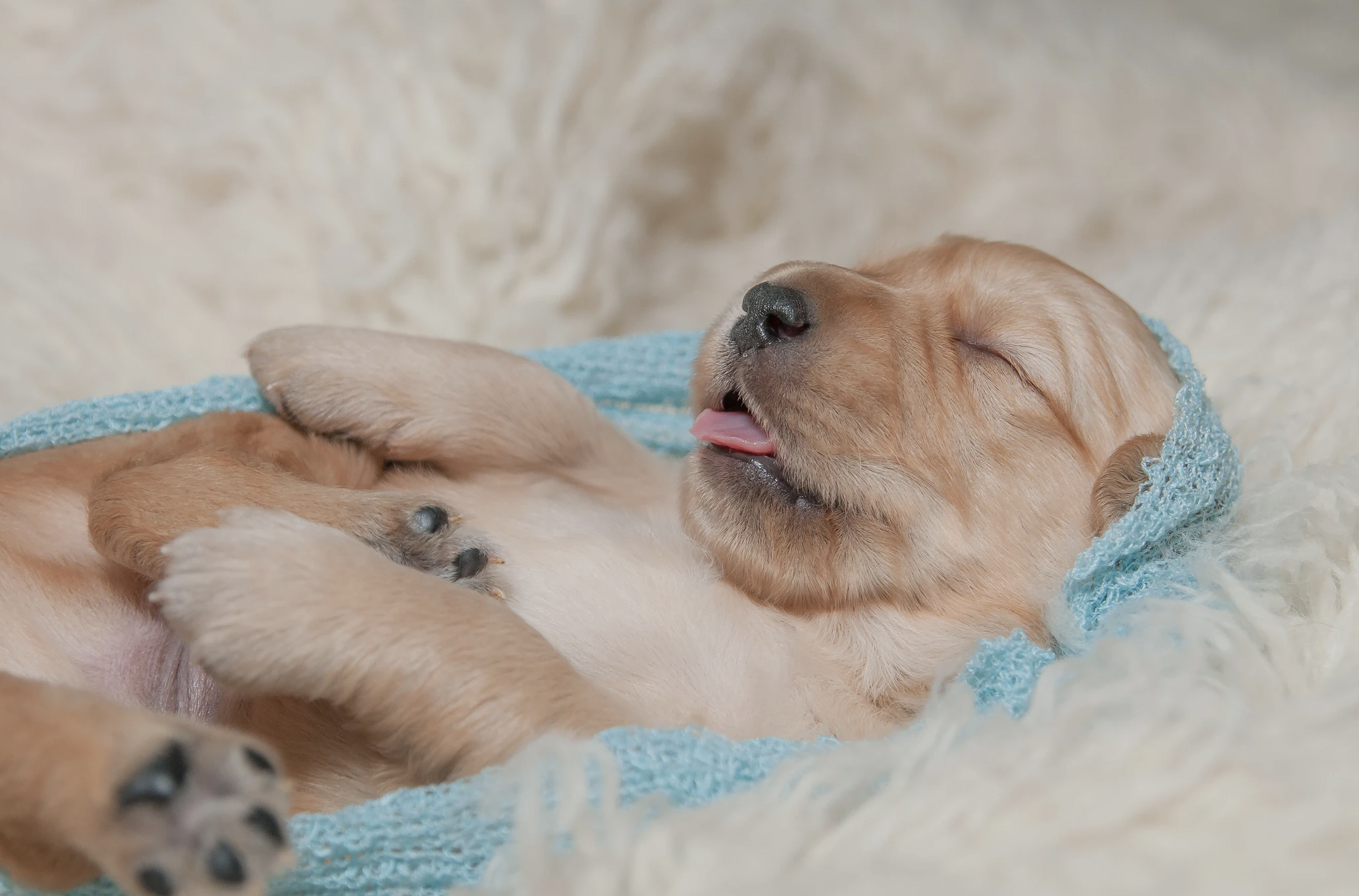 Carolina Gilded Retriever Puppy