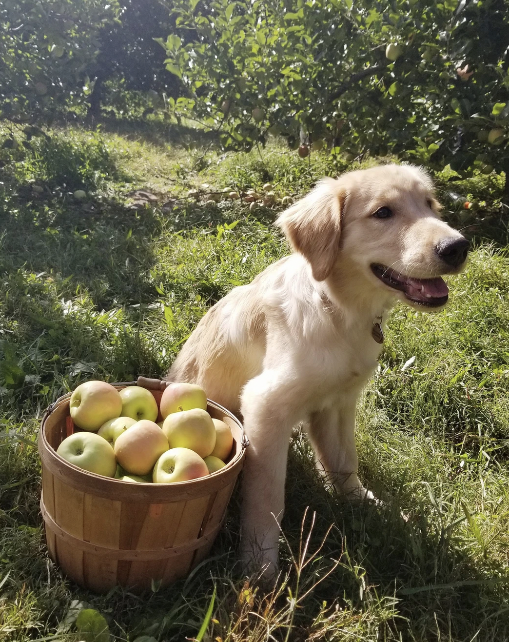 Carolina Gilded Retriever Puppy