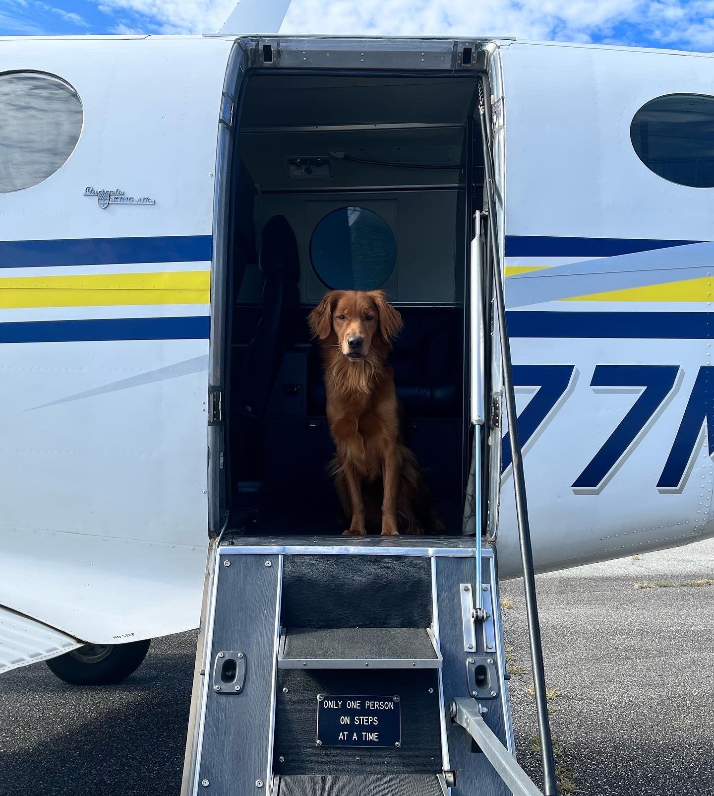 Carolina Gilded Retrievers