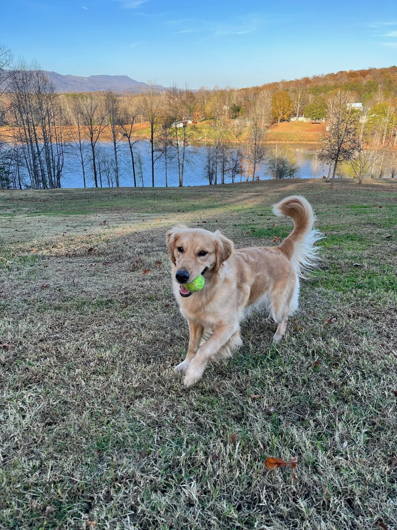 Carolina Gilded Retrievers - South Carolina Golden Retriever Breeder