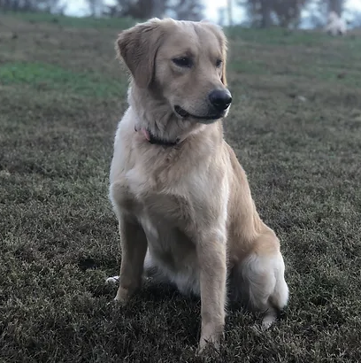 Carolina Gilded Retrievers - South Carolina Golden Retriever Breeder