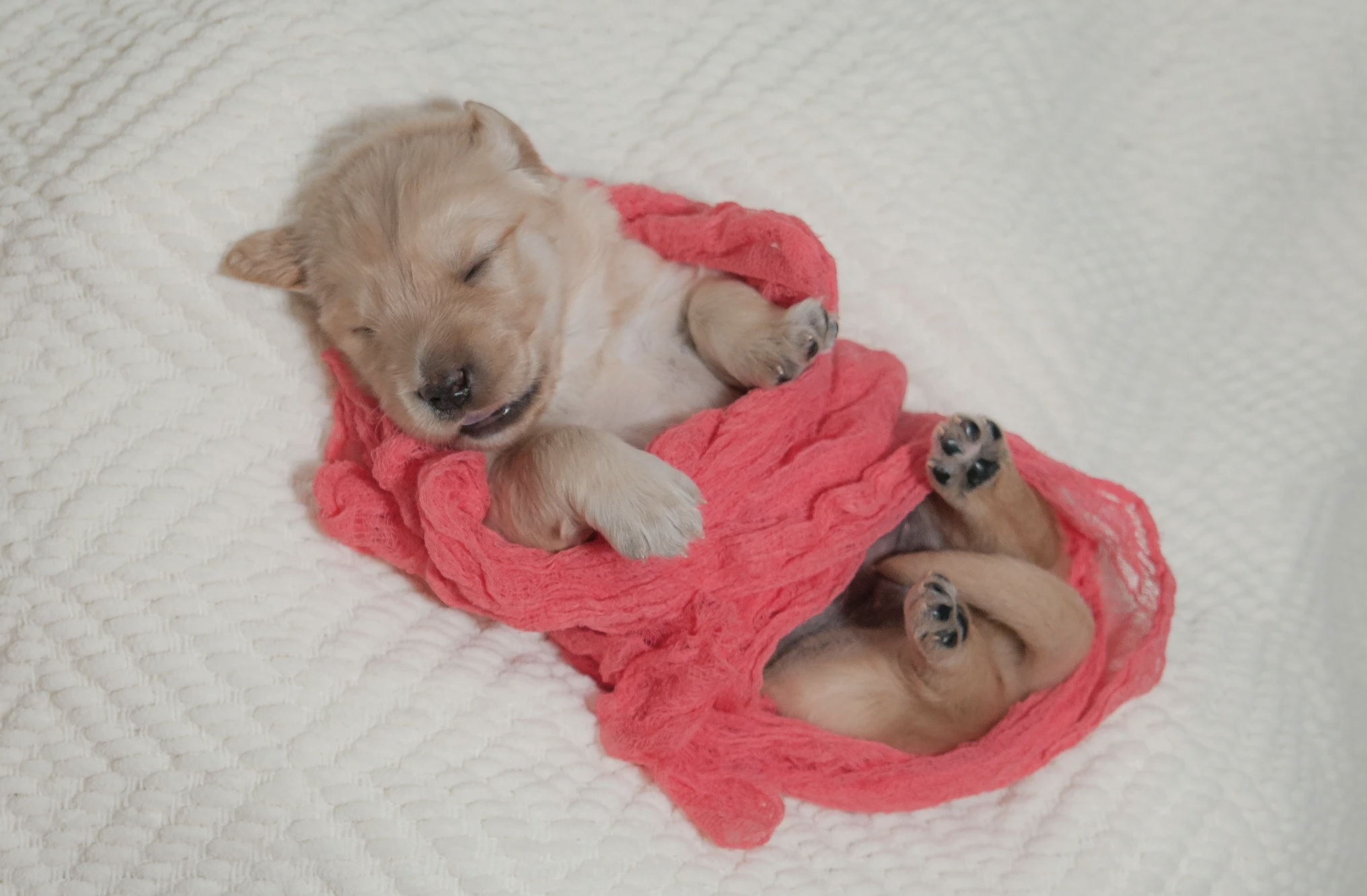 Carolina Gilded Retriever Puppy