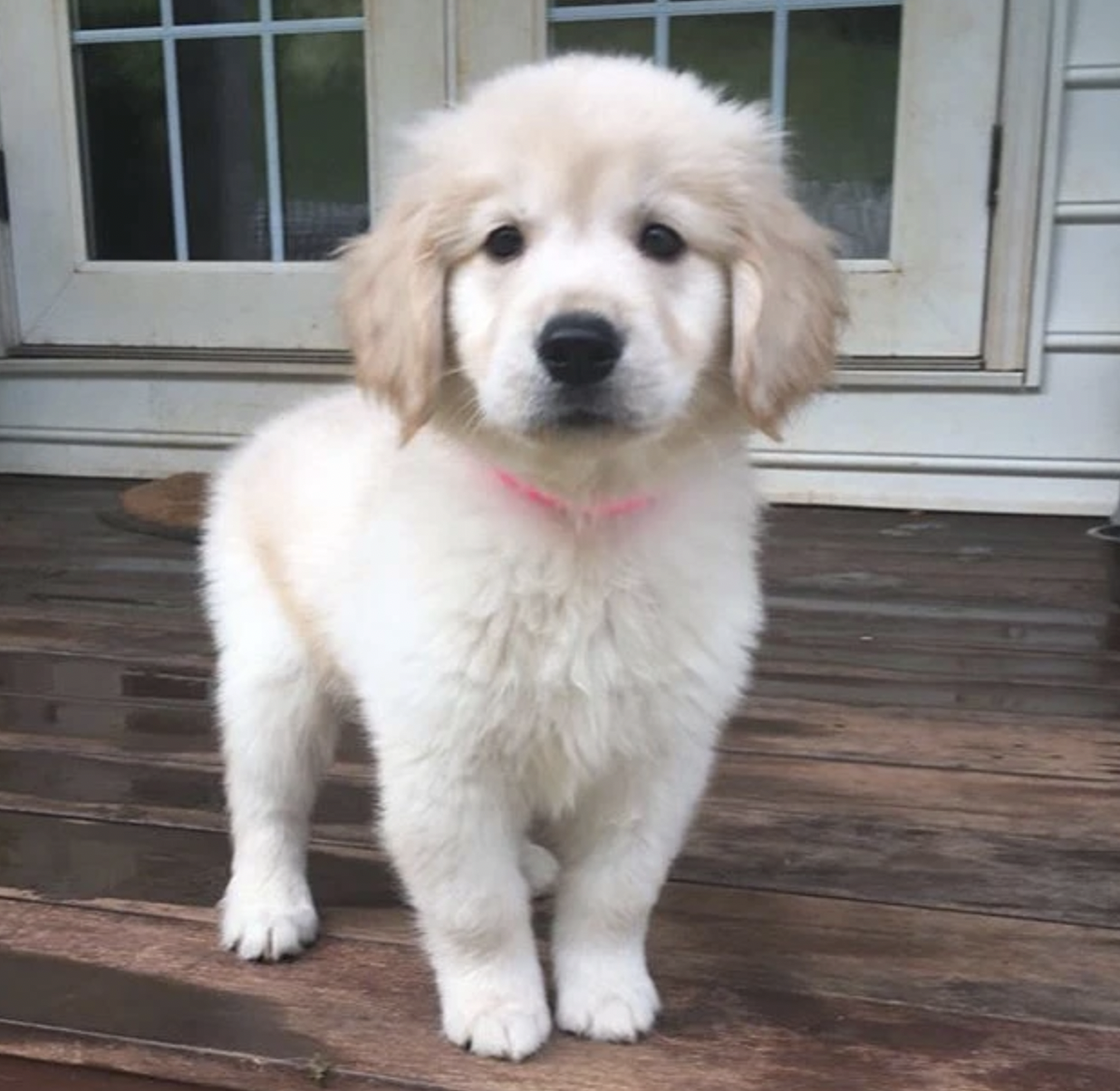 Carolina Gilded Retriever Puppy