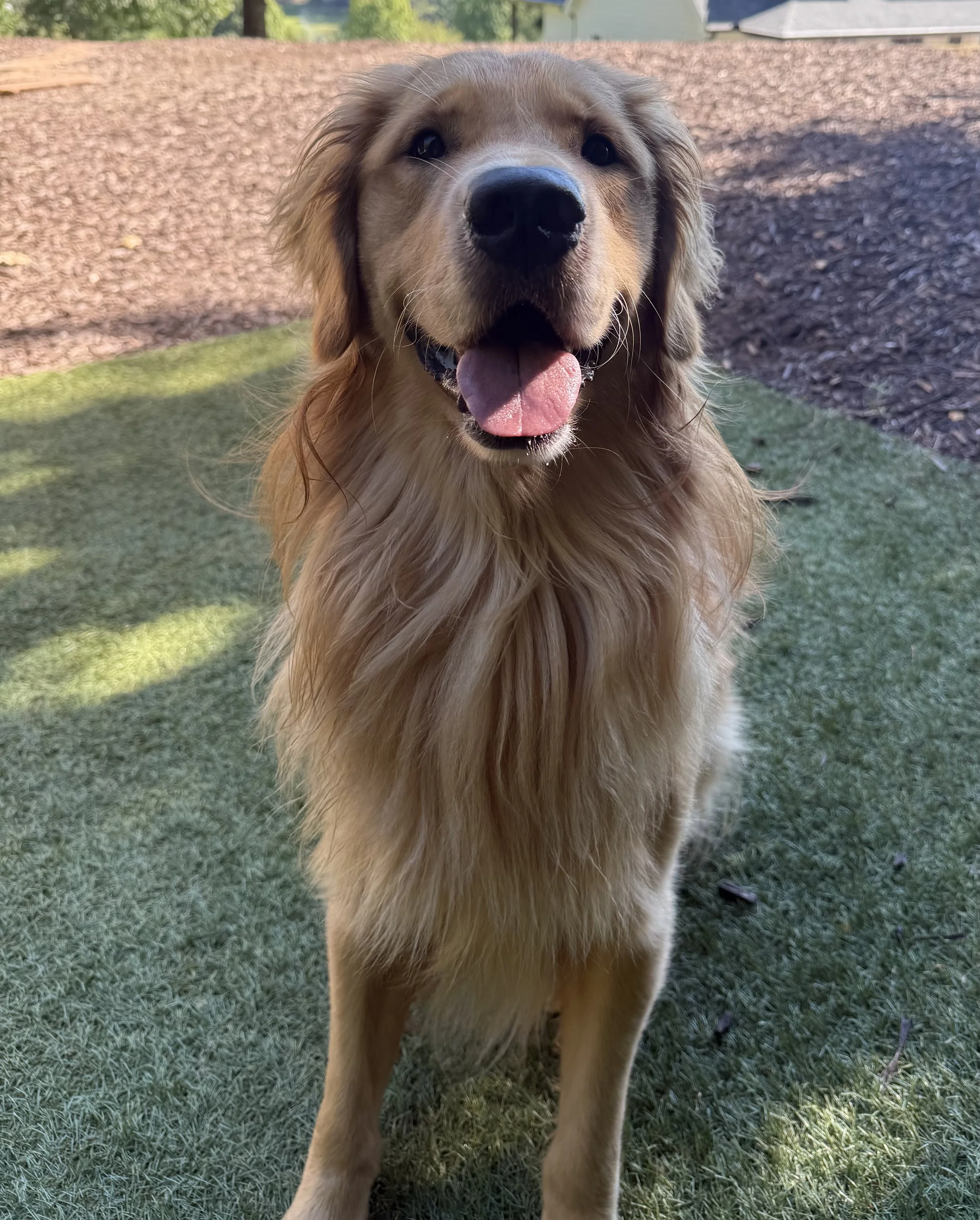 Carolina Gilded Retrievers - South Carolina Golden Retriever Breeder