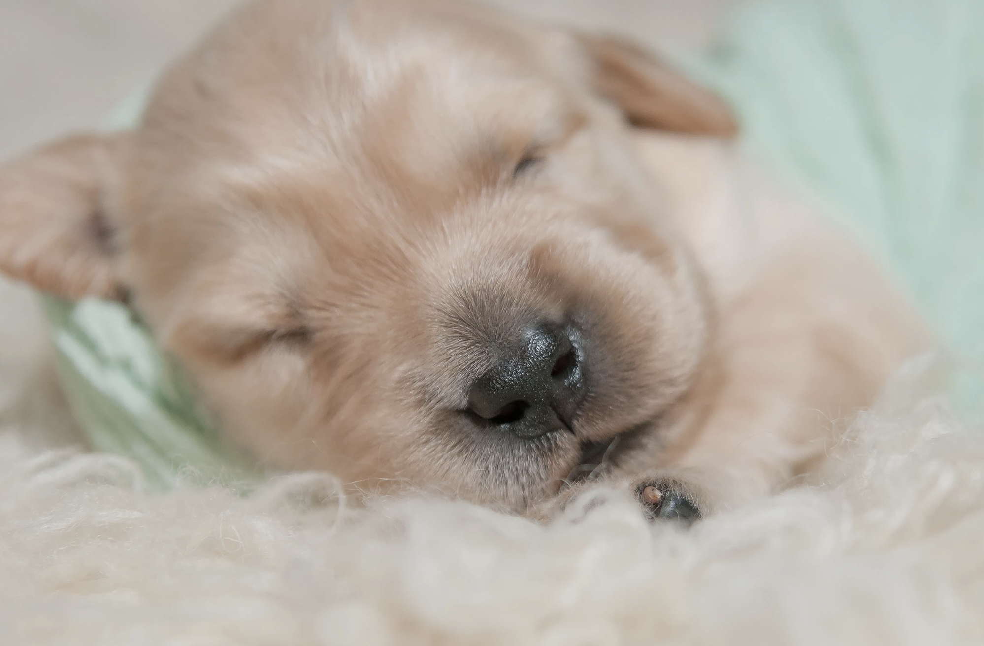 Carolina Gilded Retriever Puppy