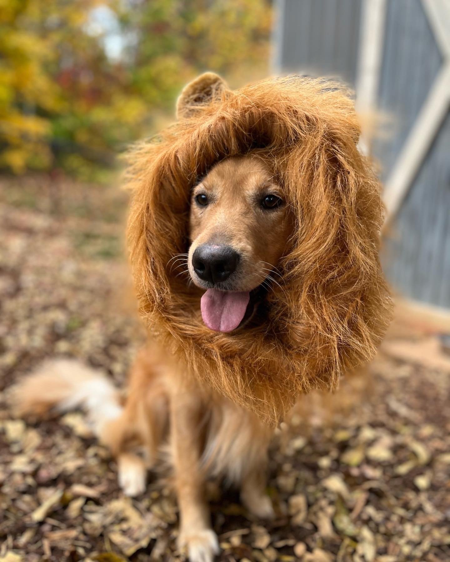 Carolina Gilded Retrievers