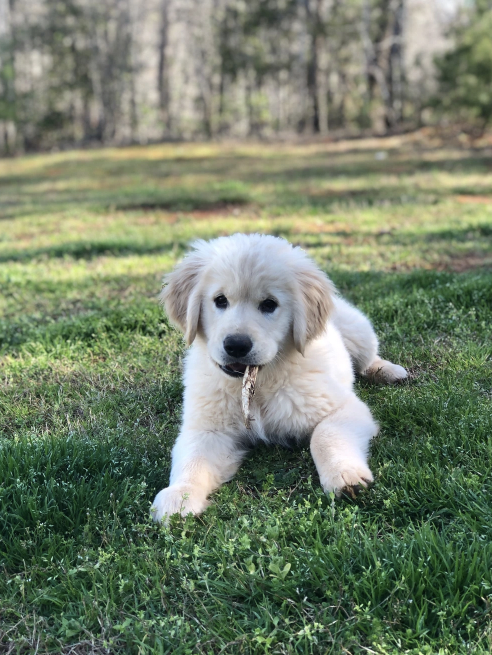 Carolina Gilded Retriever Puppy