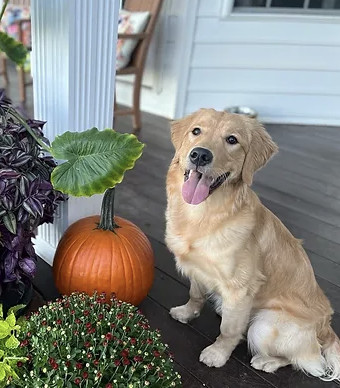 Carolina Gilded Retrievers - South Carolina Golden Retriever Breeder