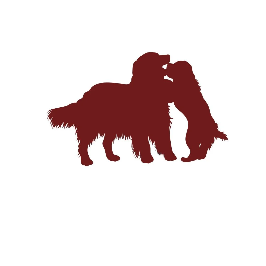 Carolina Gilded Retriever - Picking your puppy