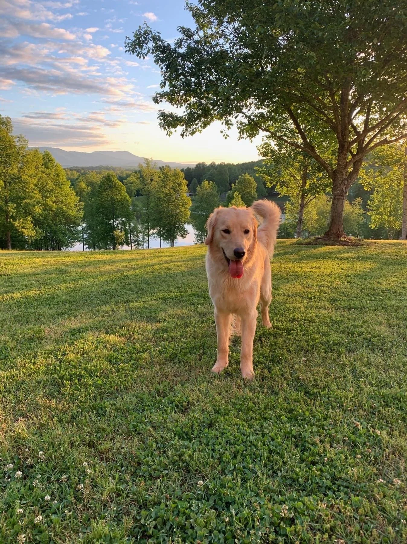 Arleen Carolina Gilded Retrievers 