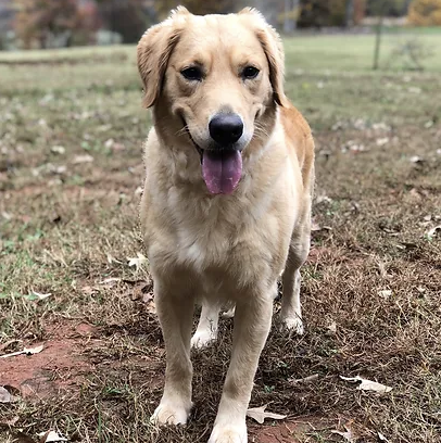 Carolina Gilded Retrievers - South Carolina Golden Retriever Breeder