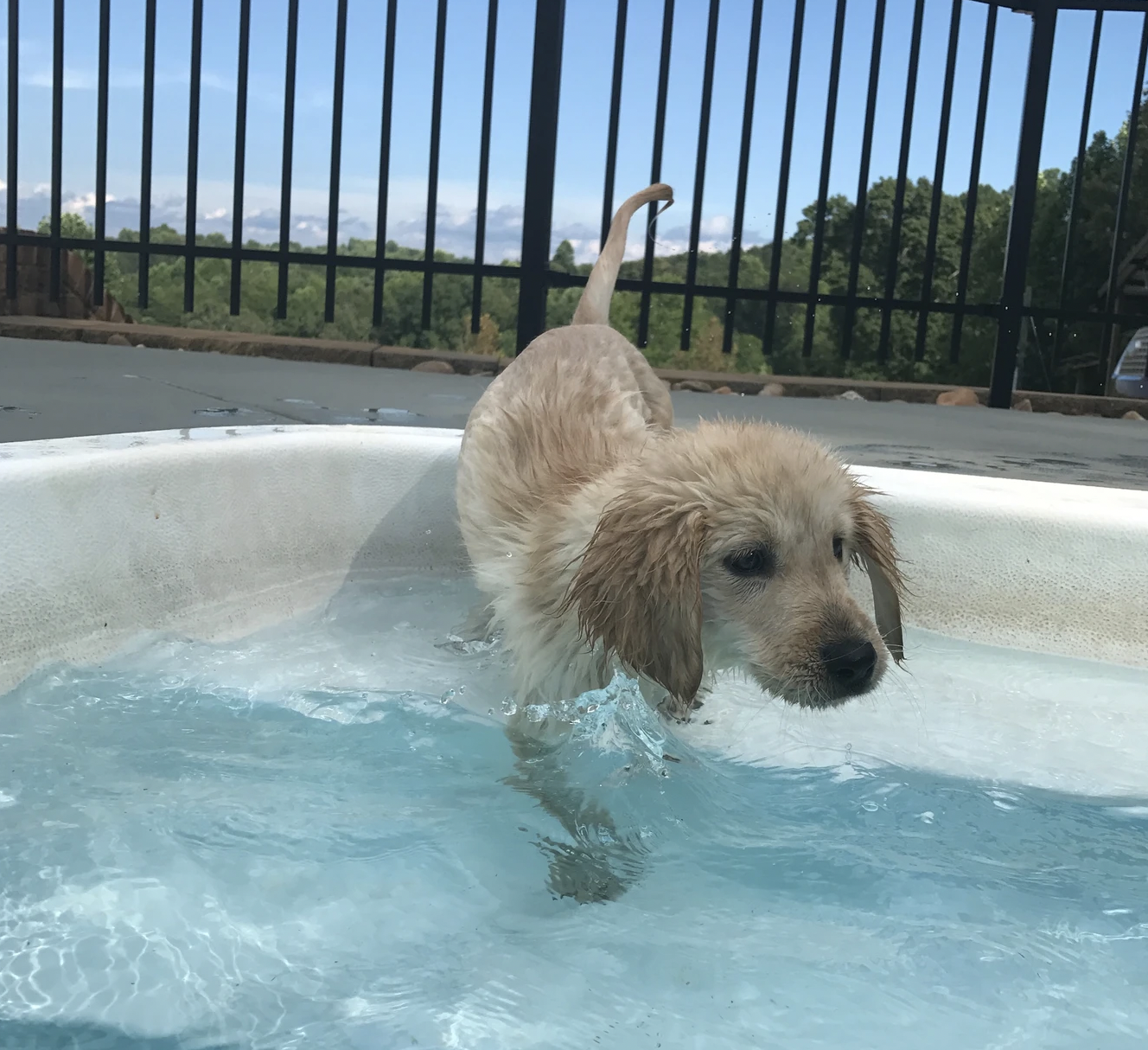 Carolina Gilded Retriever Puppy