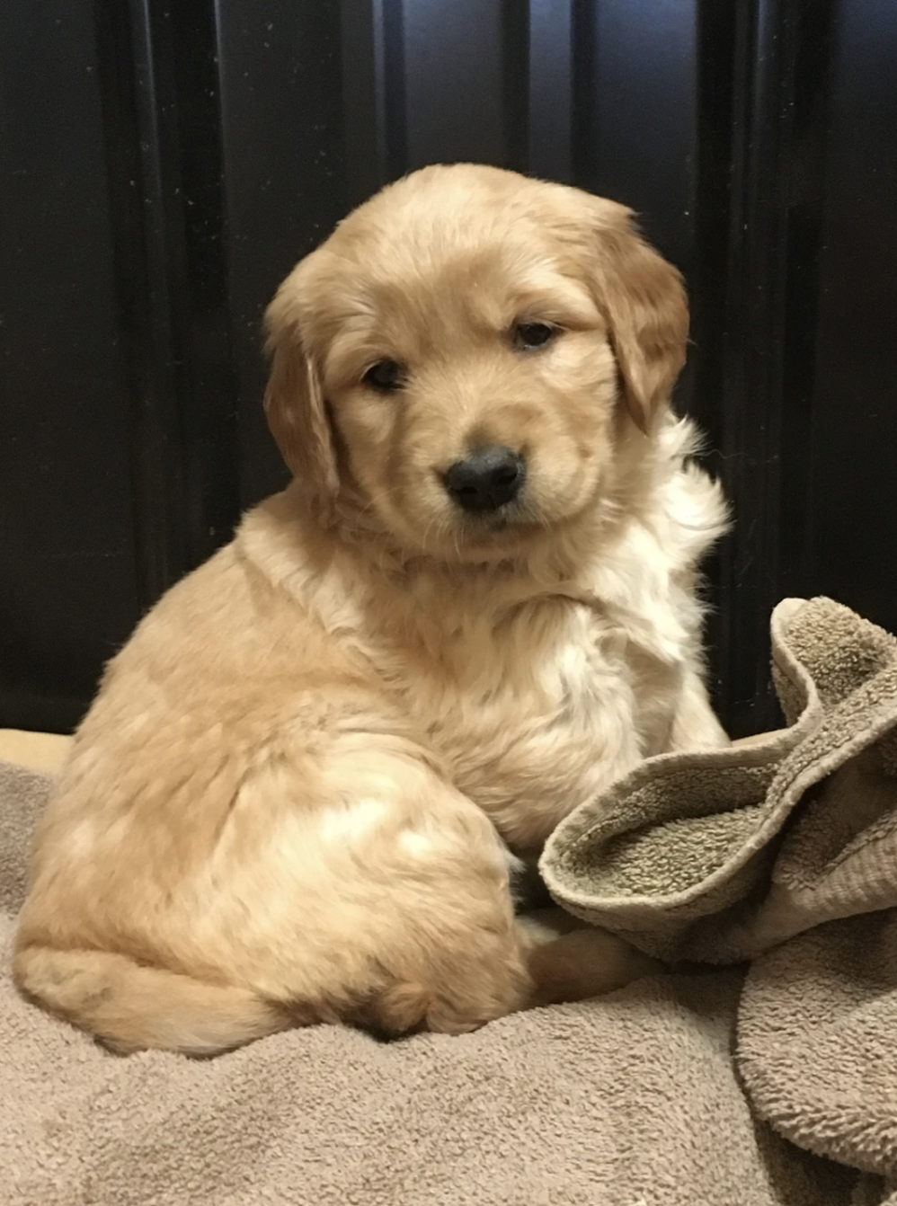 Carolina Gilded Retriever Puppy