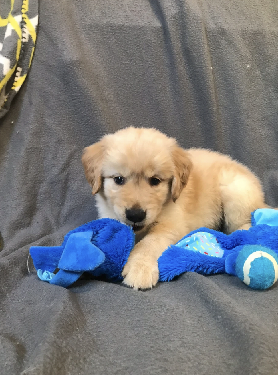 Carolina Gilded Retriever Puppy