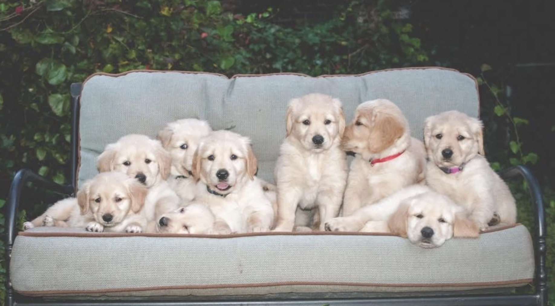 Carolina Gilded Retriever Puppy
