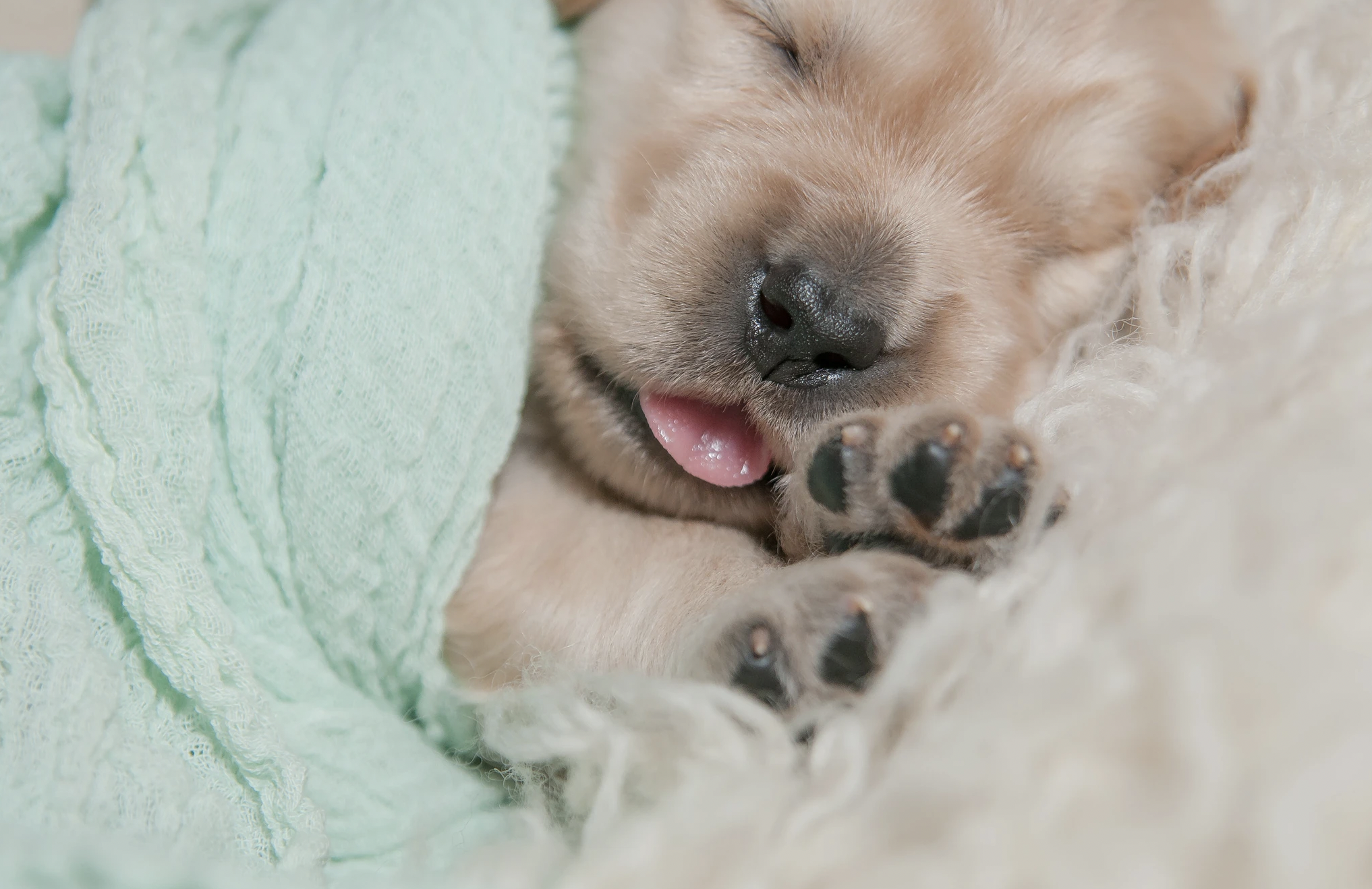 Carolina Gilded Retriever Puppy
