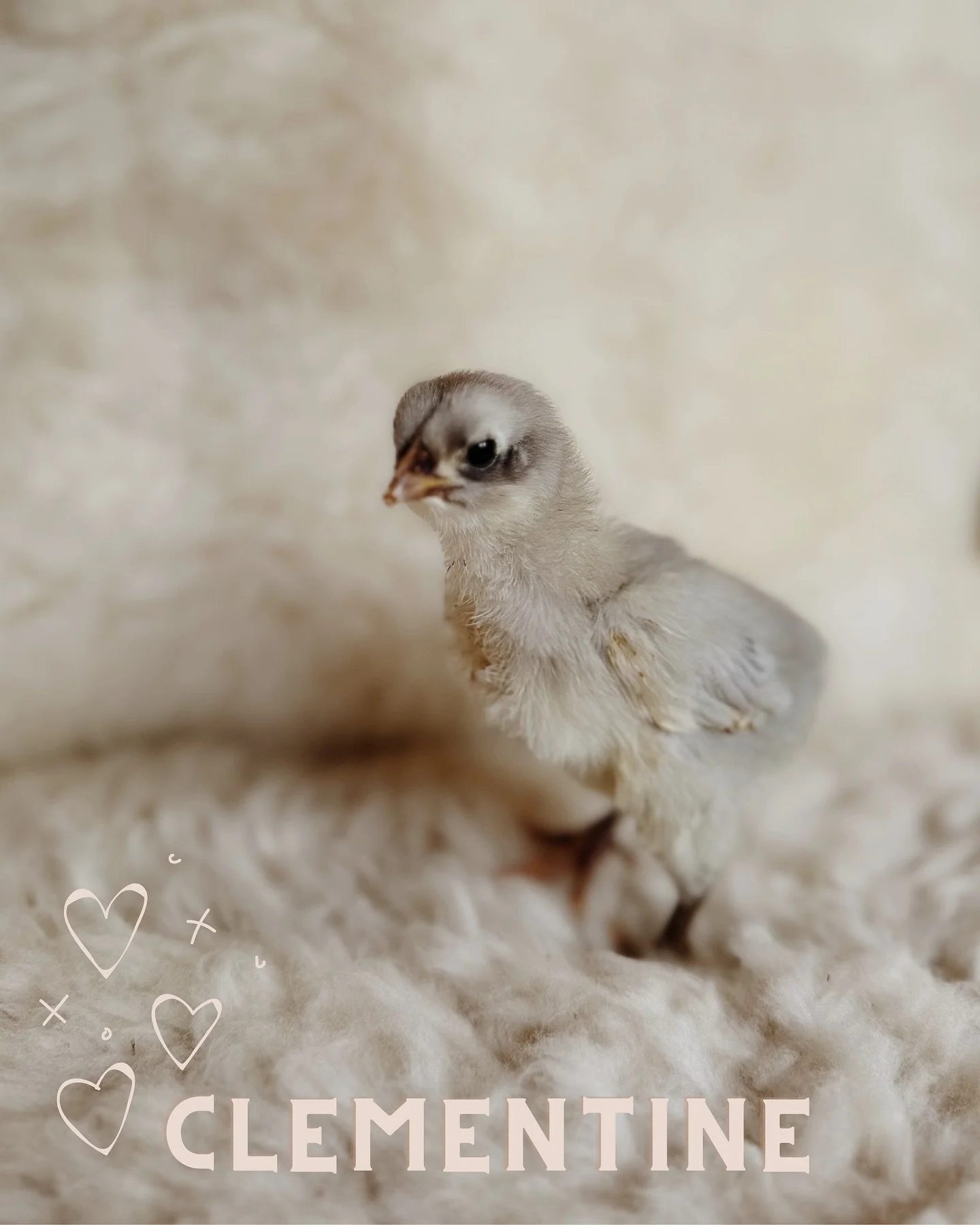 ✨ Meet my sweet little chickies ✨
Each of these nine little ladies already carries her own name and spark:

🍊 Clementine &ndash; gentle &amp; merciful
👑 Henrietta &ndash; tiny but mighty
⚔️ Gertrud &ndash; strong &amp; bold
🌟 Esther &ndash; our li
