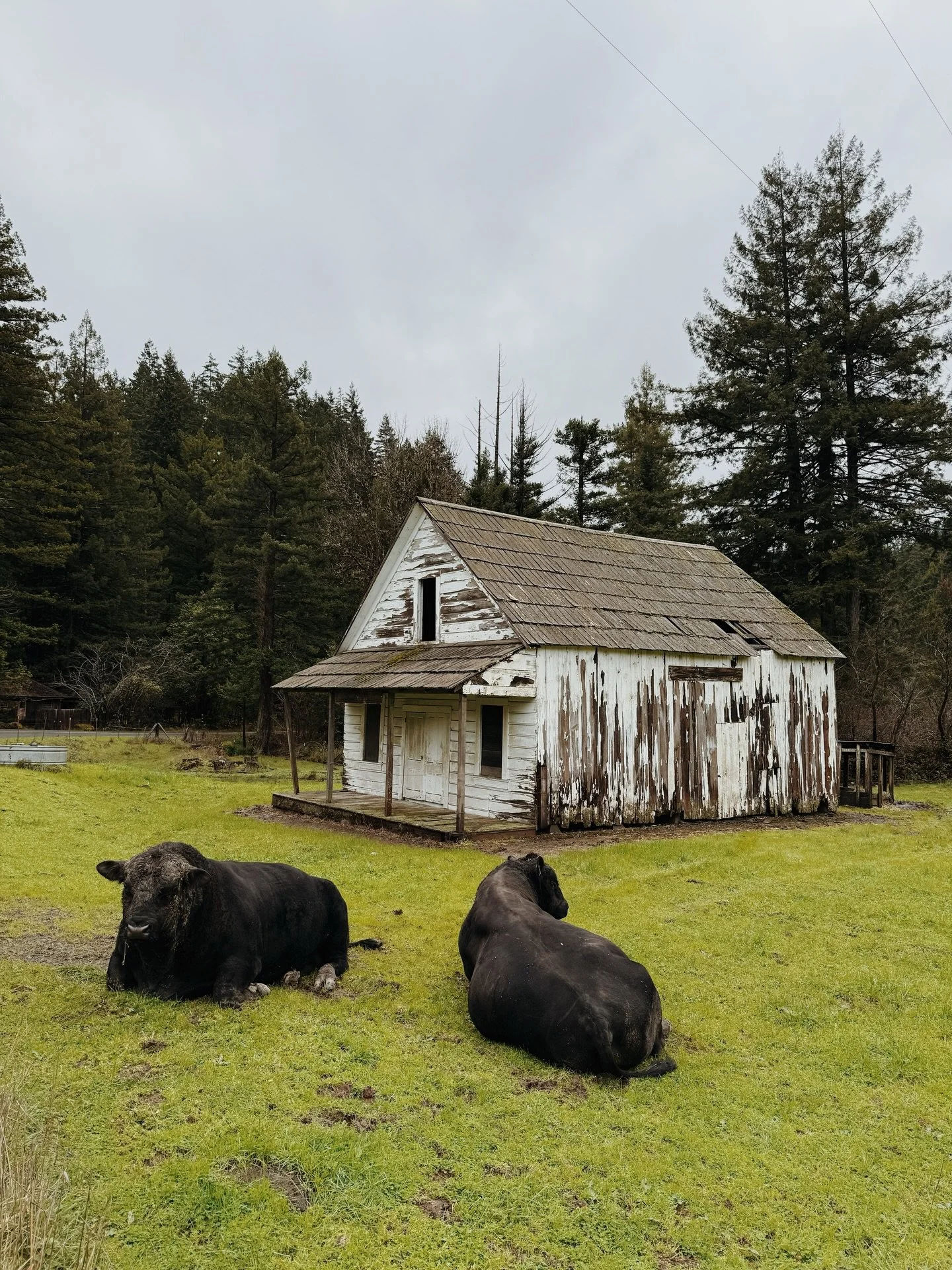 Forest bathing 🌲 followed by hot spring bathing 🛁 (plus a couple of cute cows 🐄🐄)
